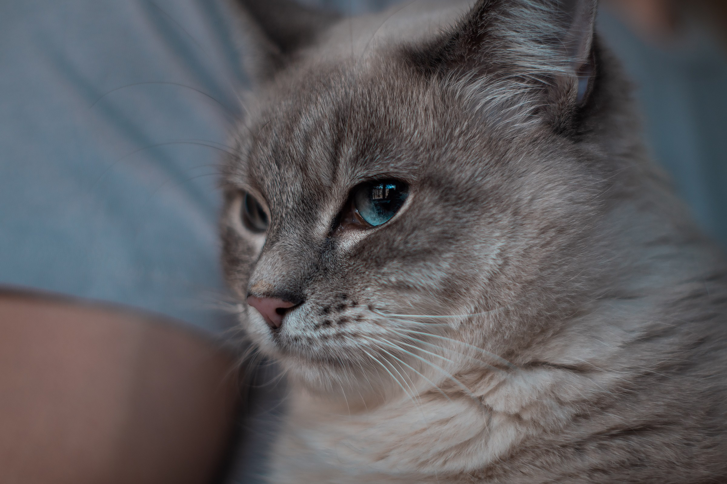 Съемки животных. Фотограф в Санкт-Петербурге и ЛО Егор Ставер