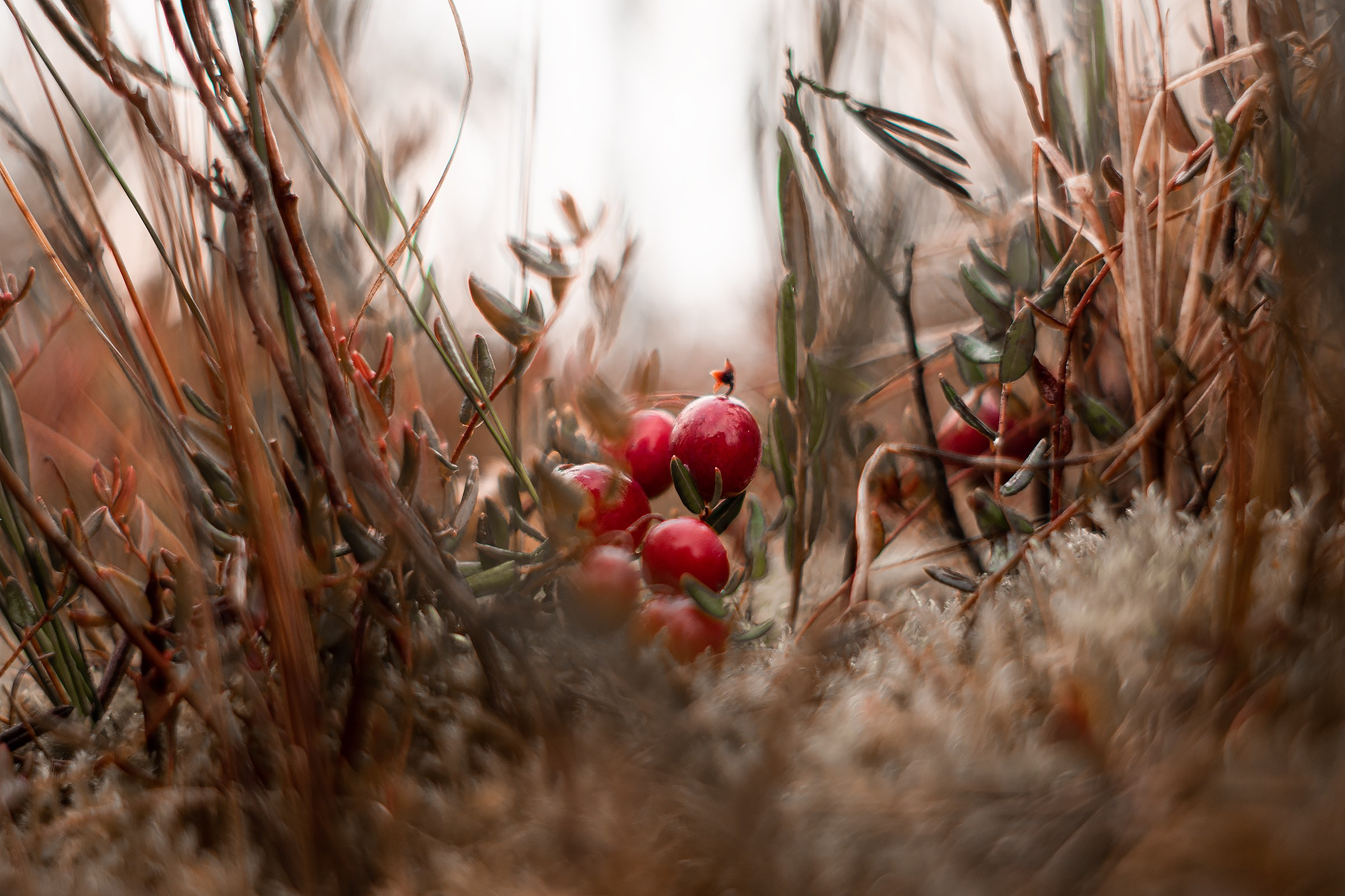 Предметные съемки. Фотограф в Санкт-Петербурге и ЛО Егор Ставер
