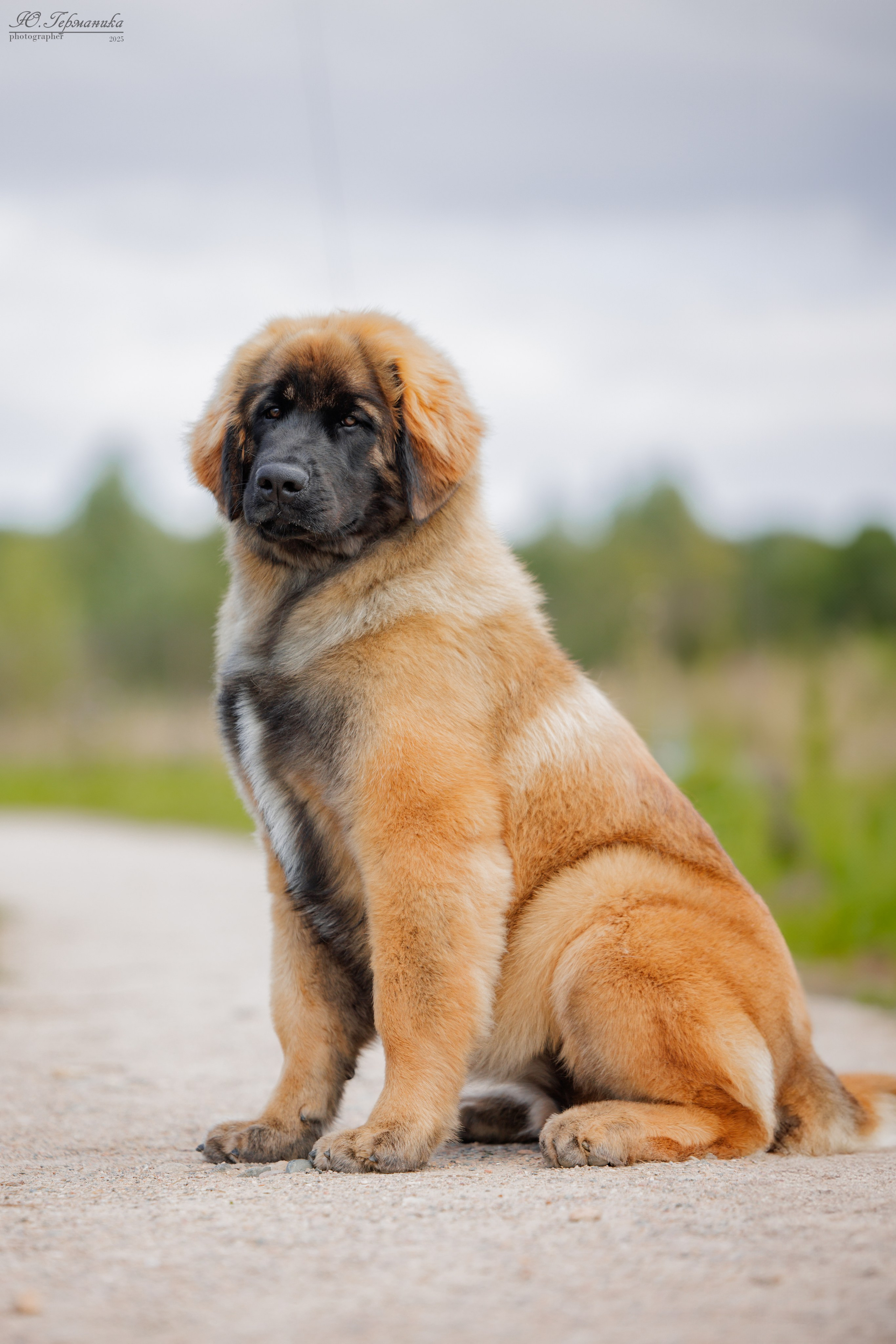 Переславль 5-7.08.2025. Фотограф-анималист Юлия Германика