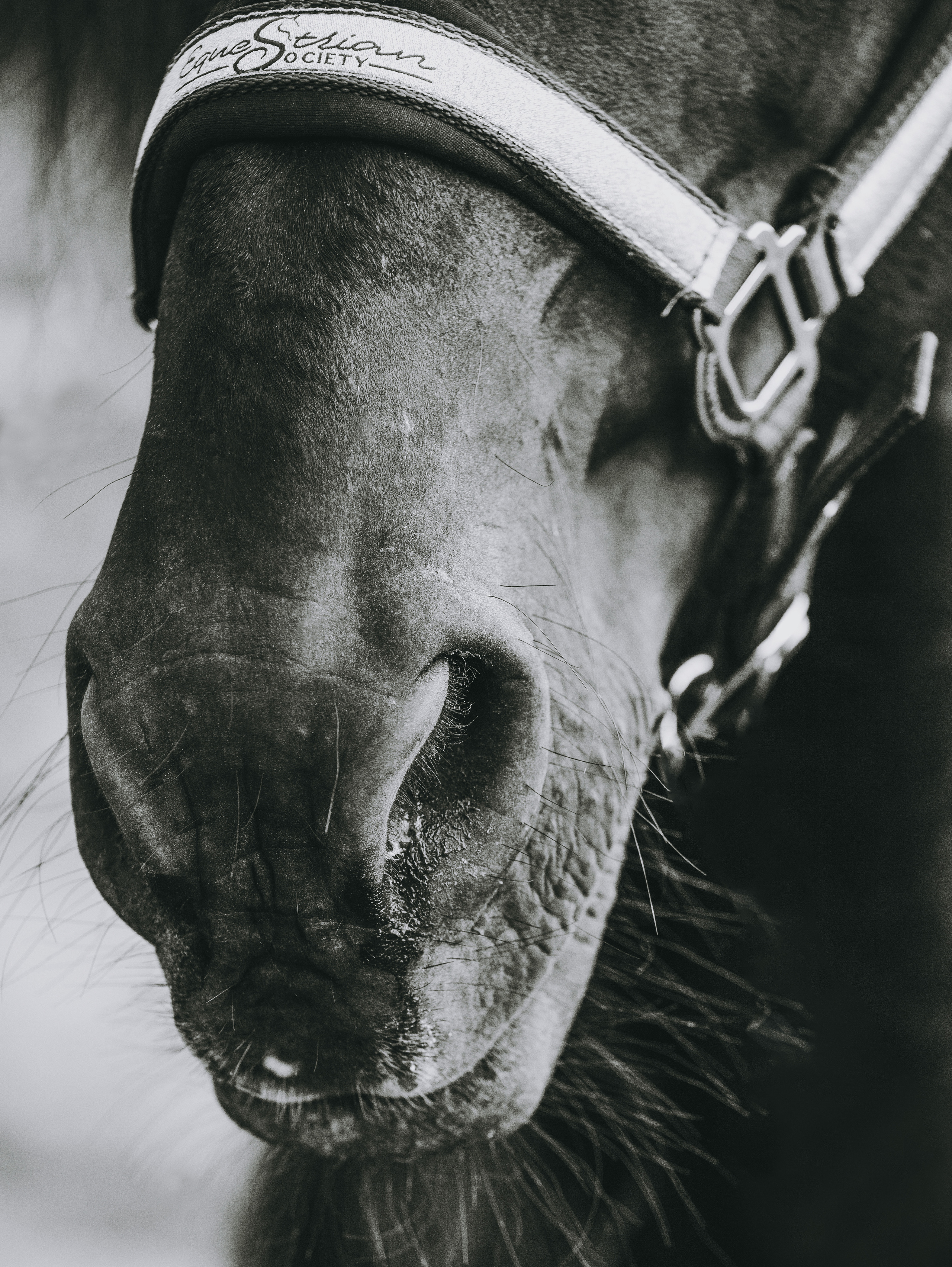 Интерьерная съёмка лошадей. Конный фотограф в Калининграде Елена Курбатова