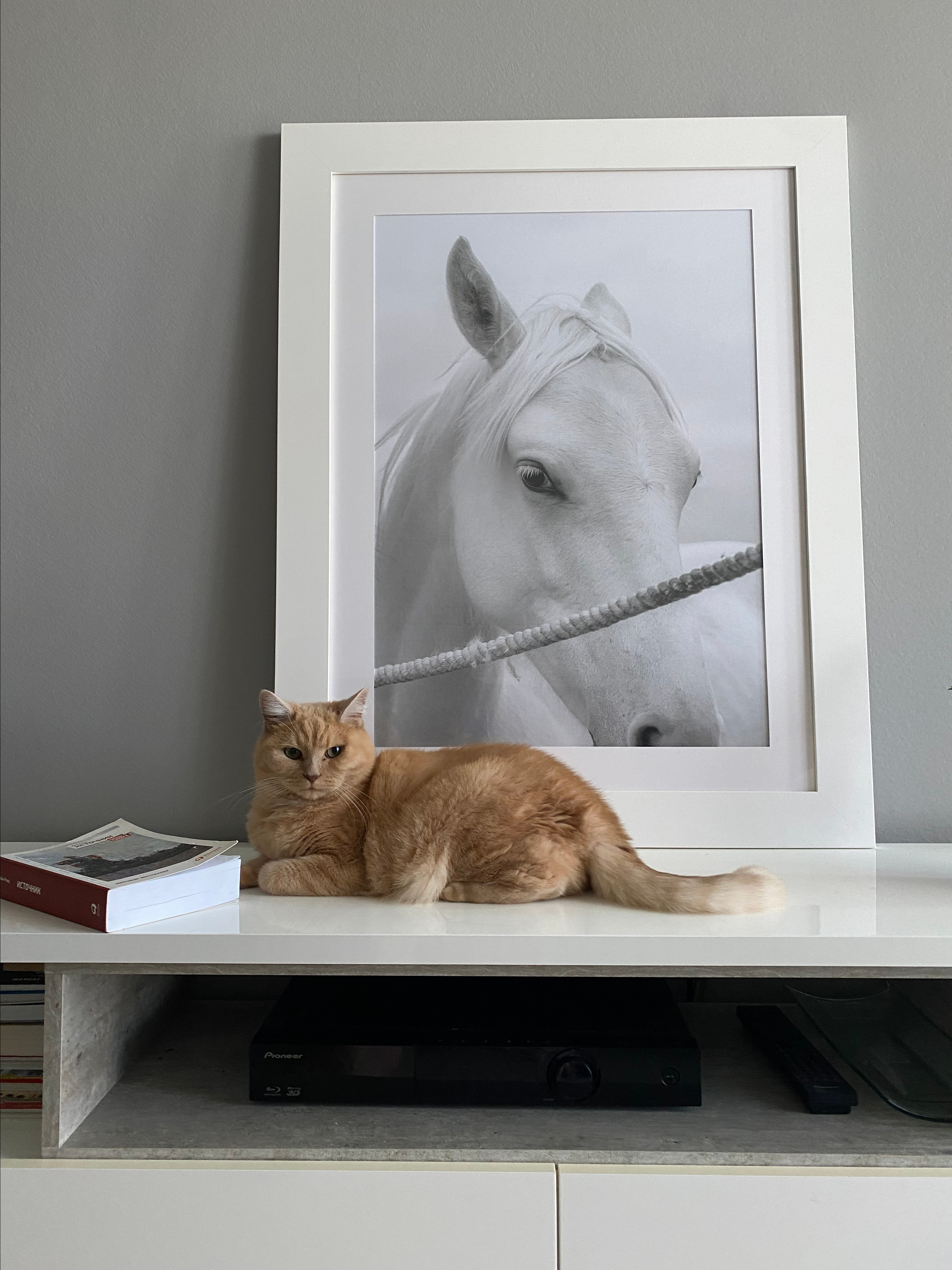 Принт 1. Конный фотограф в Калининграде Елена Курбатова