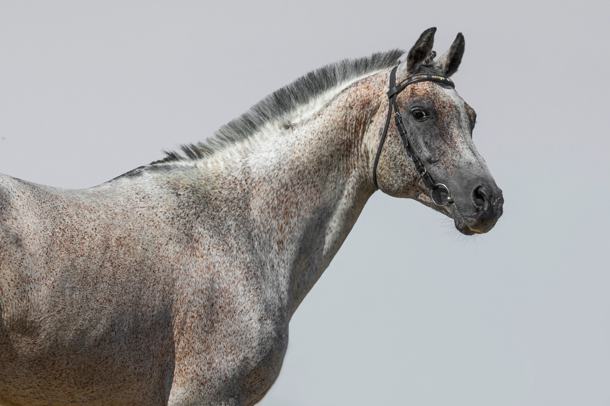 Съёмка лошадей/ цвет. Конный фотограф в Калининграде Елена Курбатова