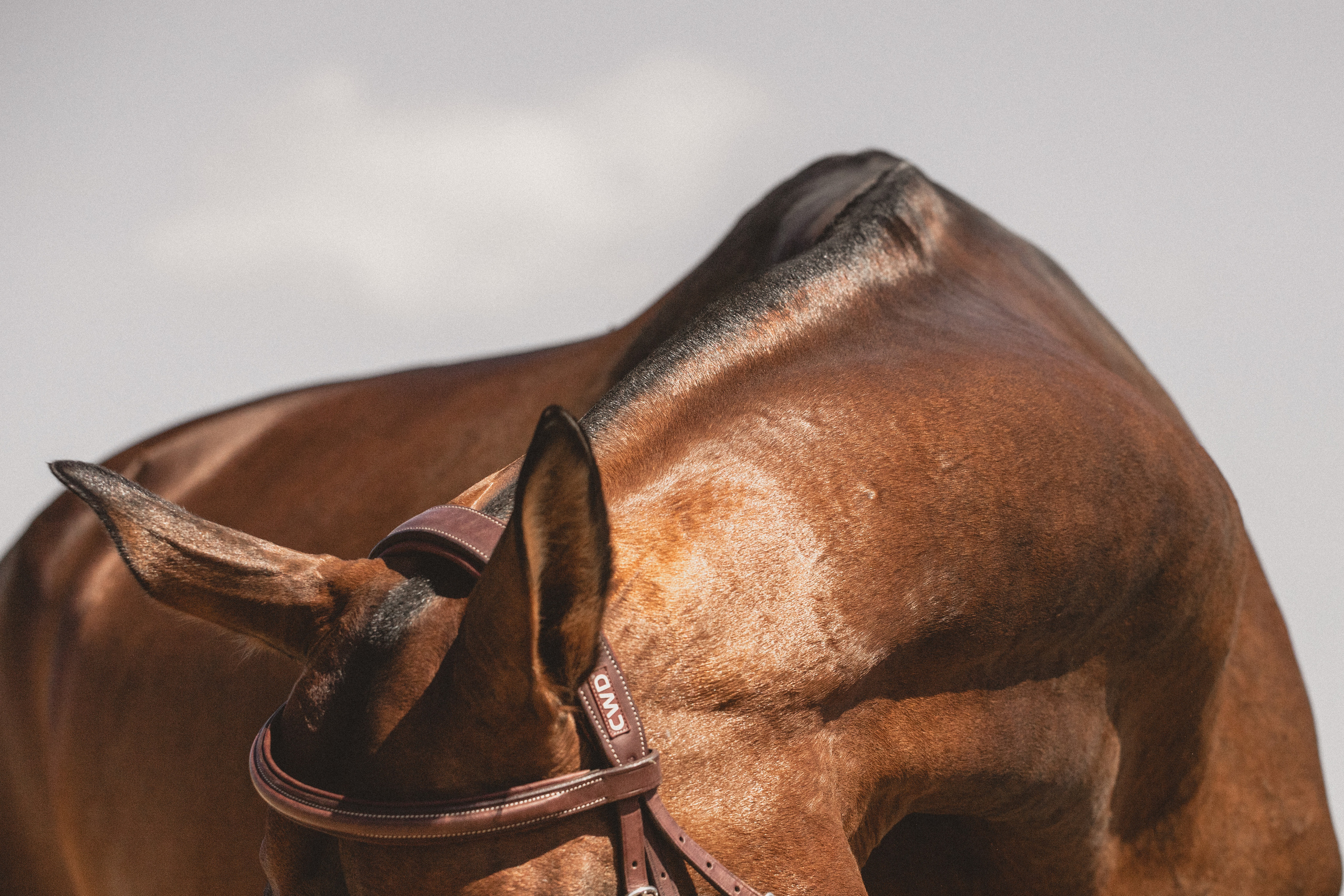 Съёмка лошадей/ цвет. Конный фотограф в Калининграде Елена Курбатова