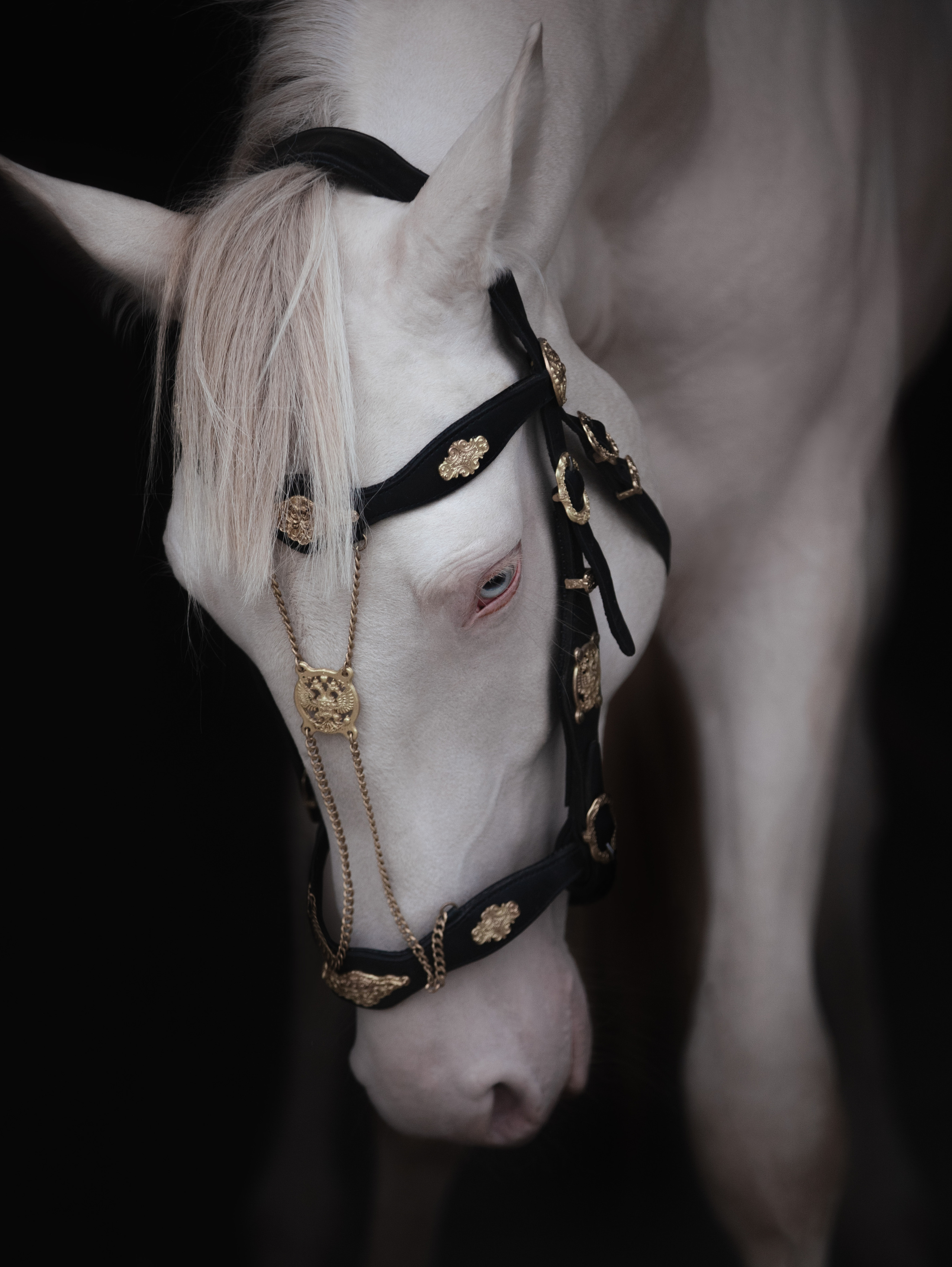 Съёмка лошадей/ цвет. Конный фотограф в Калининграде Елена Курбатова