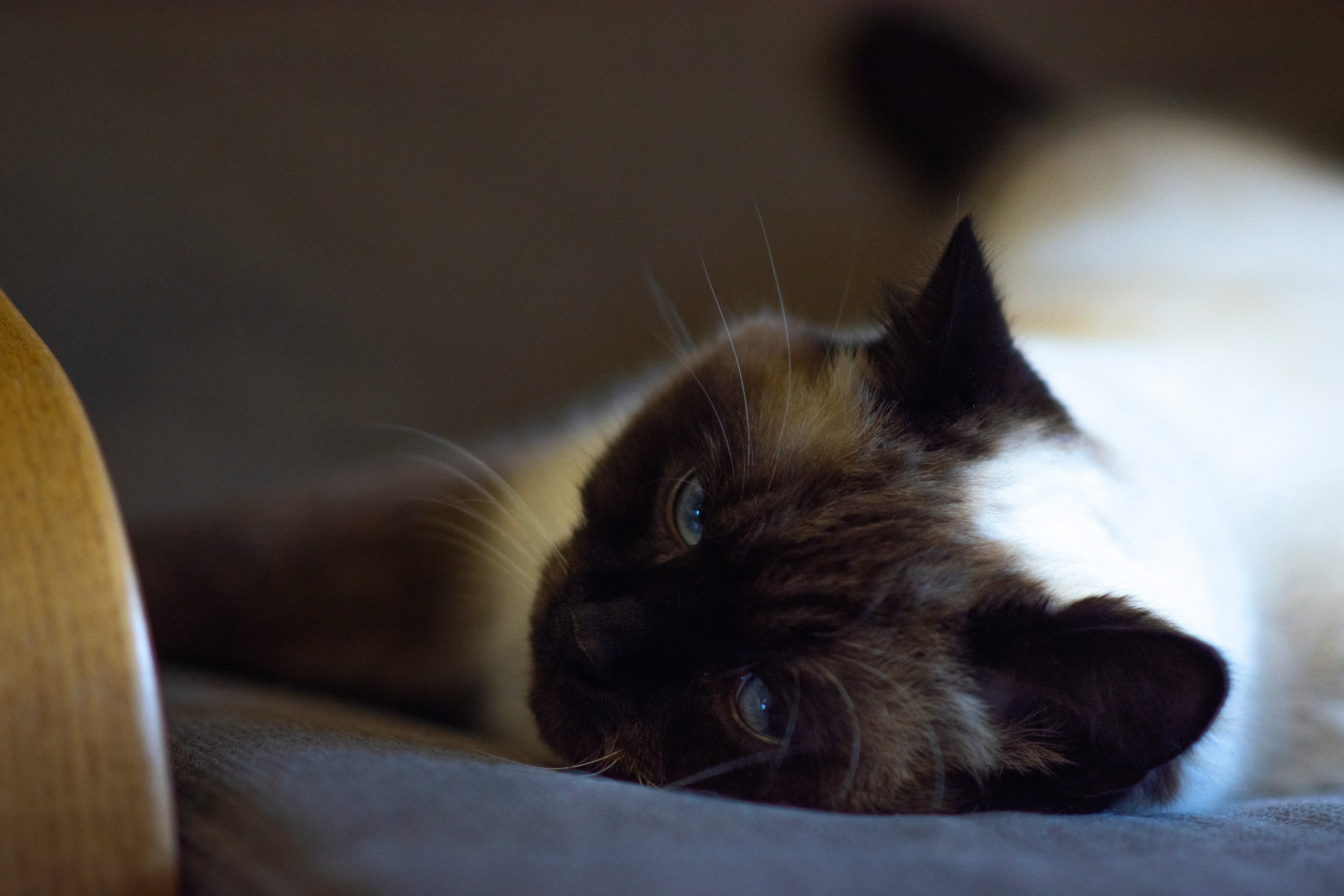 Светлана Сурганова. Съемка для «Московского Комсомольца». Фотограф Ольга Пономарева