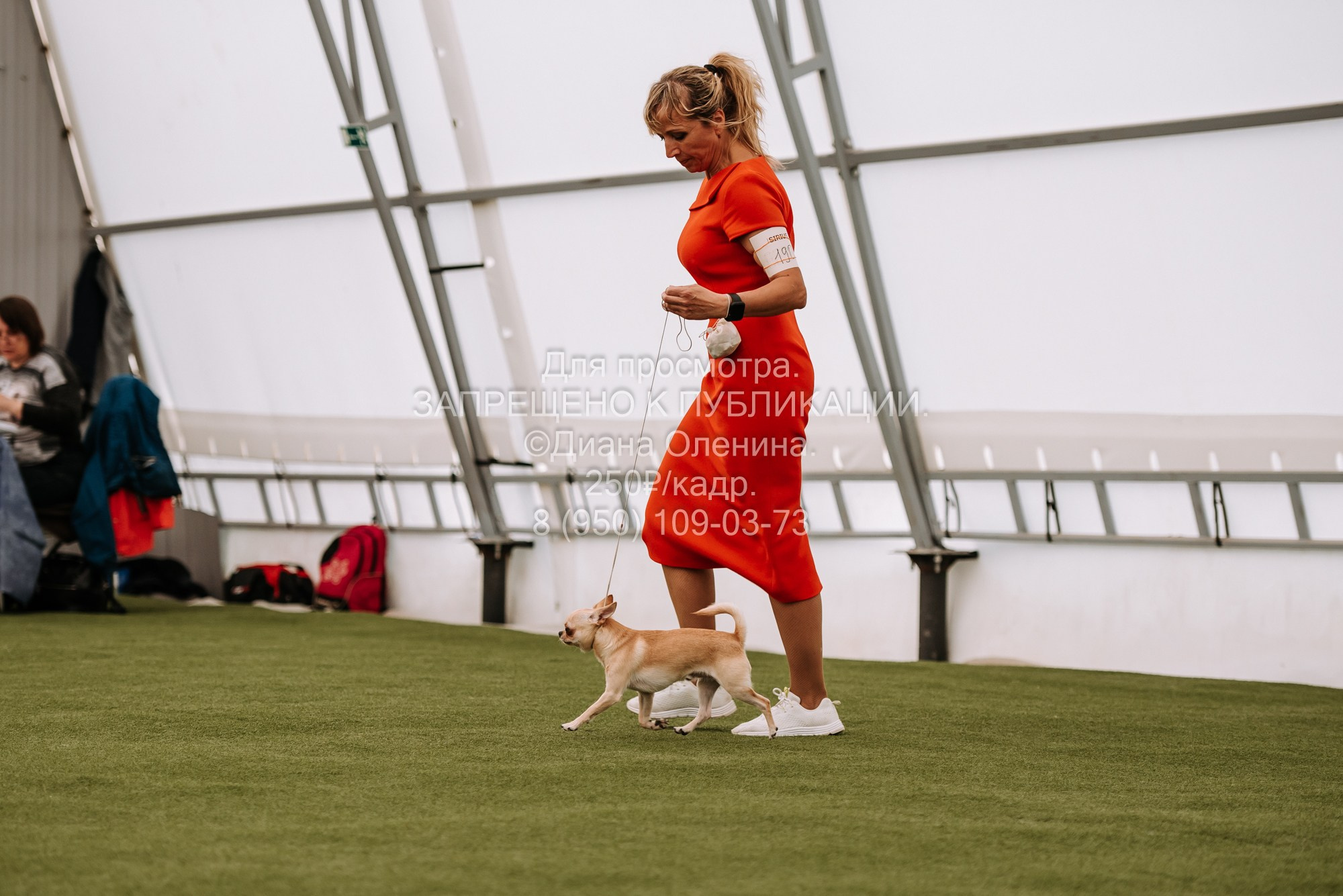 Выставка собак Красноярск 2.06. Фотограф Диана Оленина Красноярск / Братск