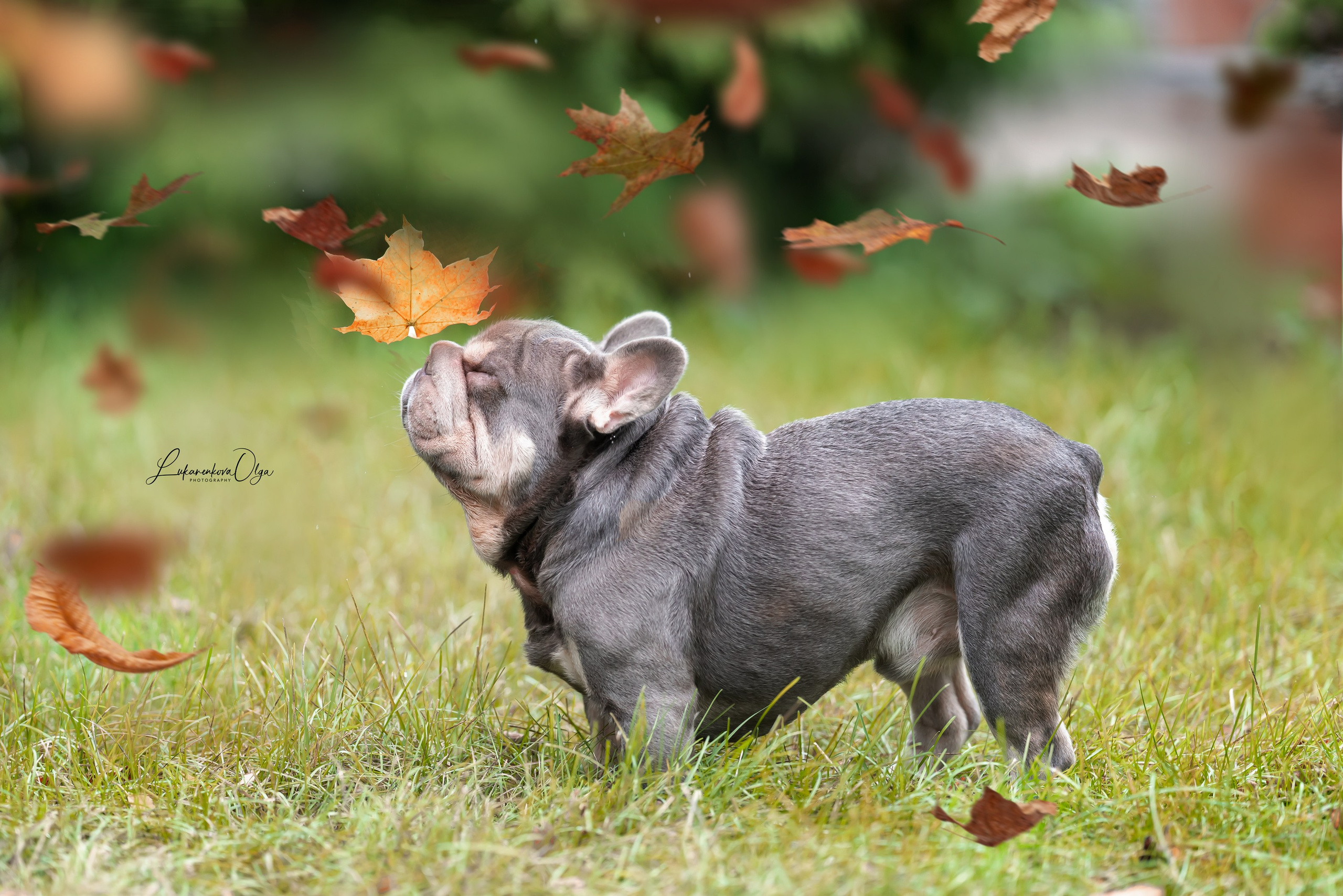 Бульдоги. Фотограф анималист Ольга Луканенкова в Москве