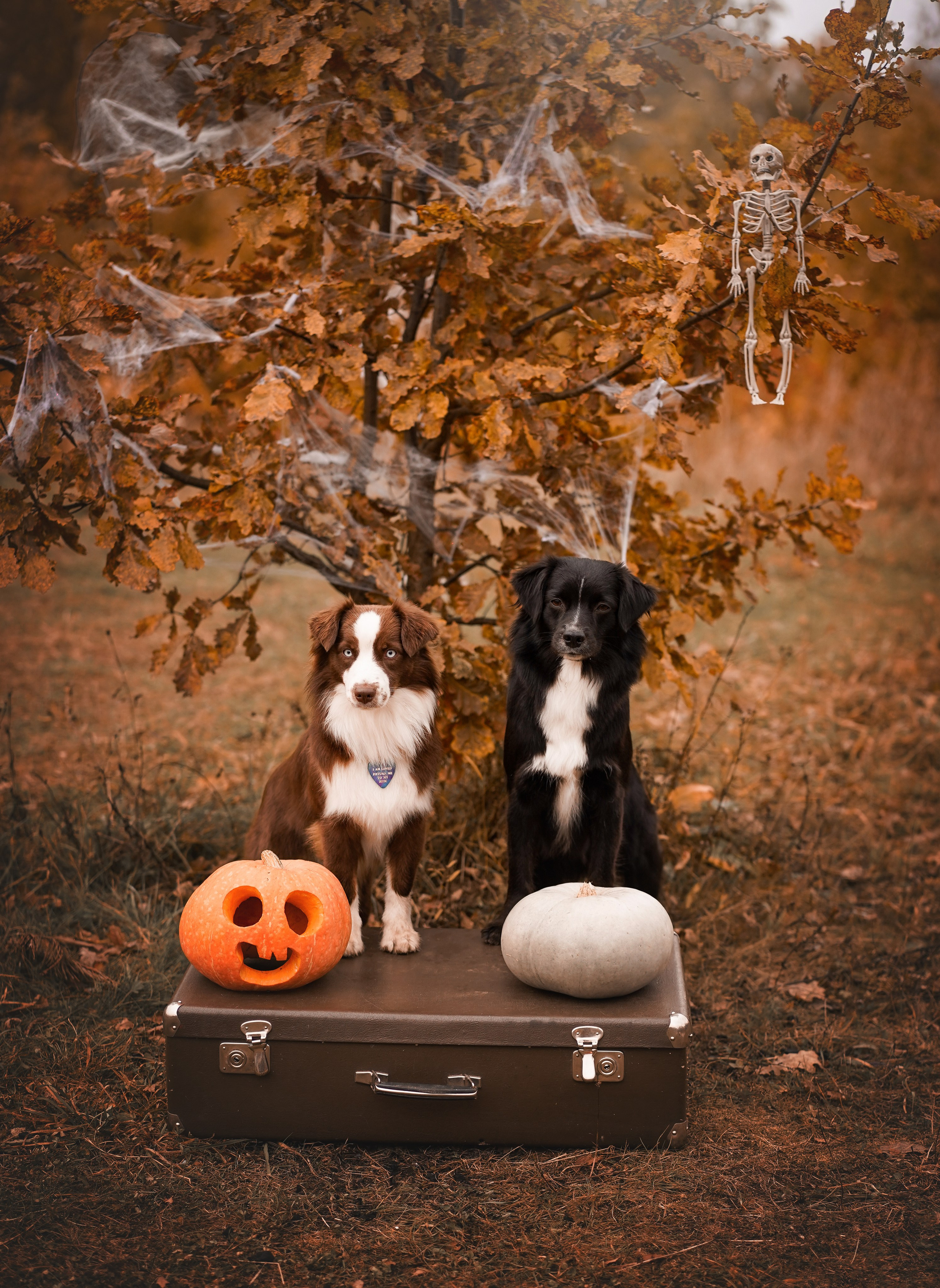 Фотодень Хэллоуин 2025. Фотограф-анималист в Санкт-Петербурге Яна Мартынова