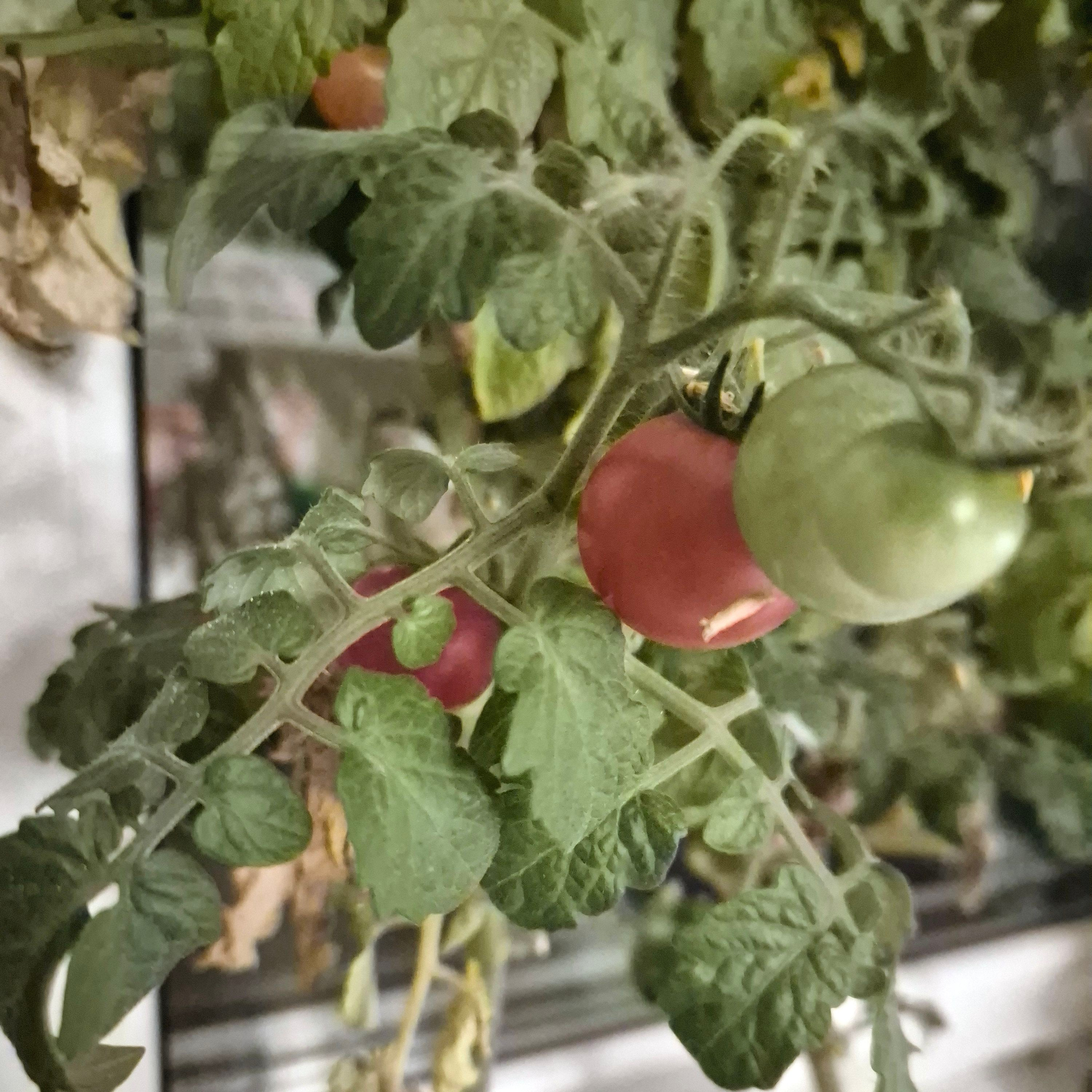 А это - оконный урожай. Все лето я пытался угробить растения, забывая их поливать. Но они были упорны. И оказались очень ароматными и вкусными