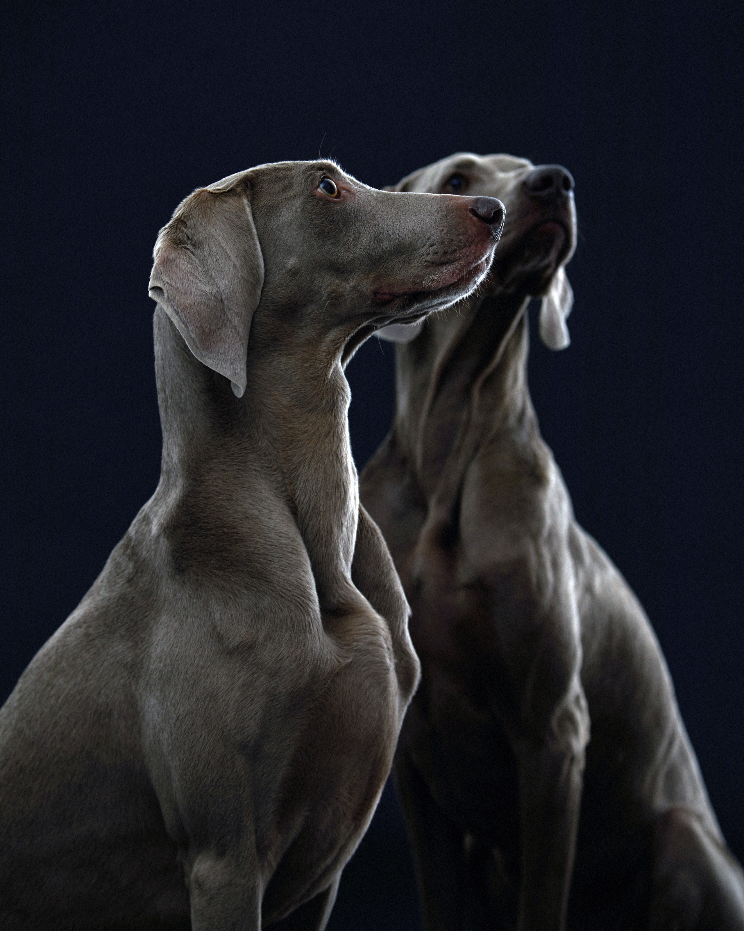 Pets Photography / Фотограф Собак