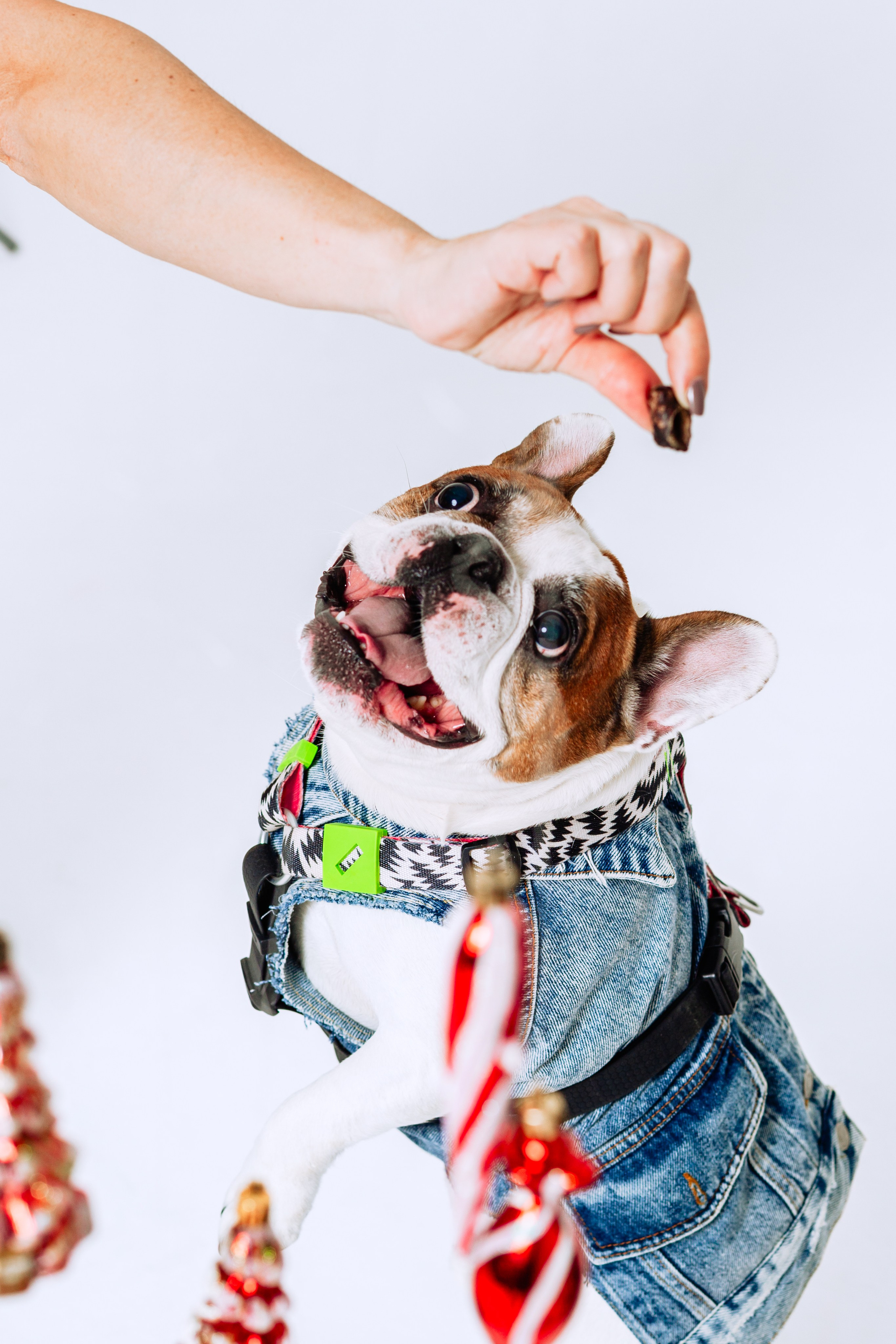 Бульвстреча 2025. Фотограф-анималист Татьяна Степанова