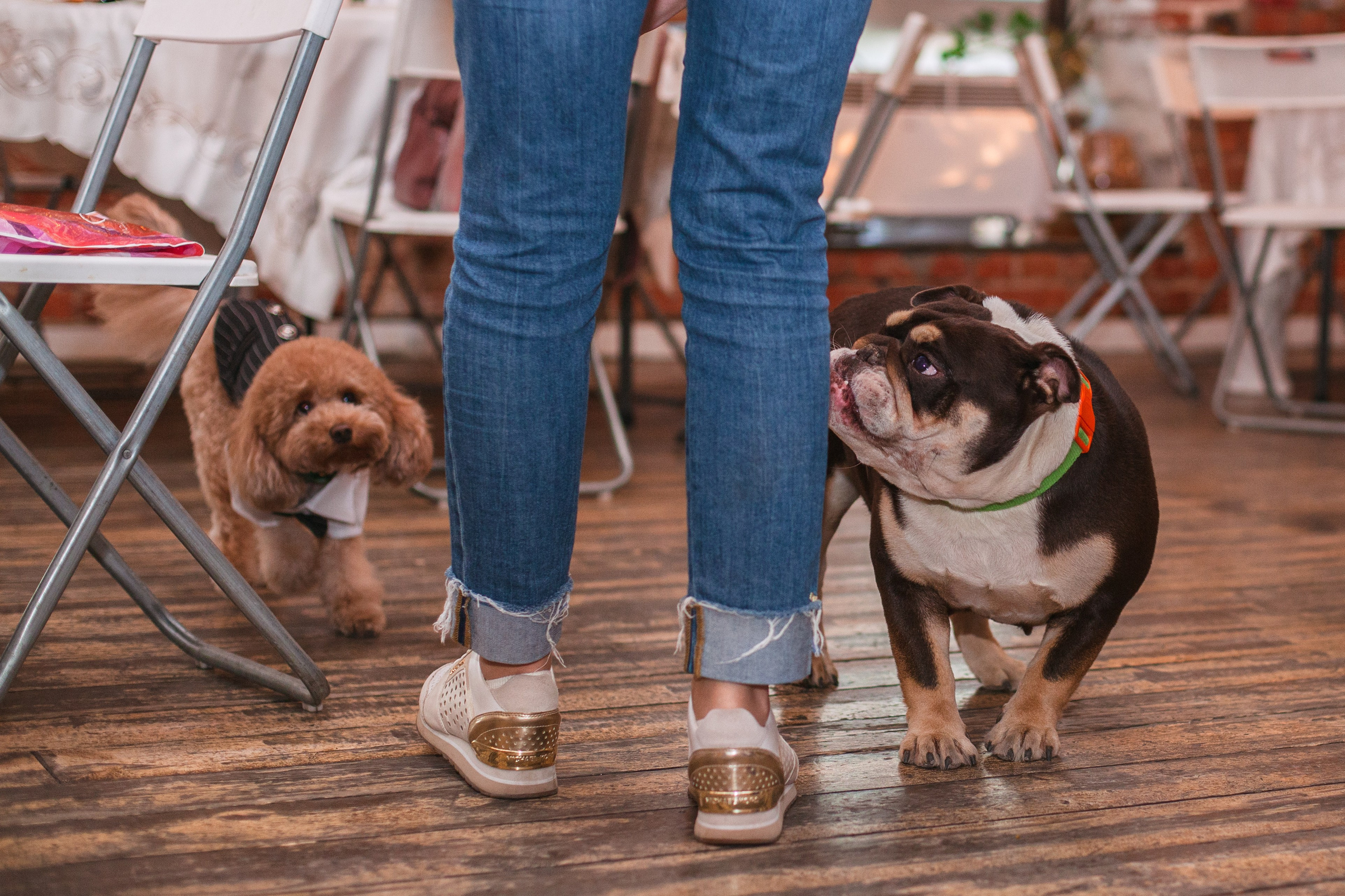 Бульбалл 23.04.2023. Фотограф-анималист Татьяна Степанова