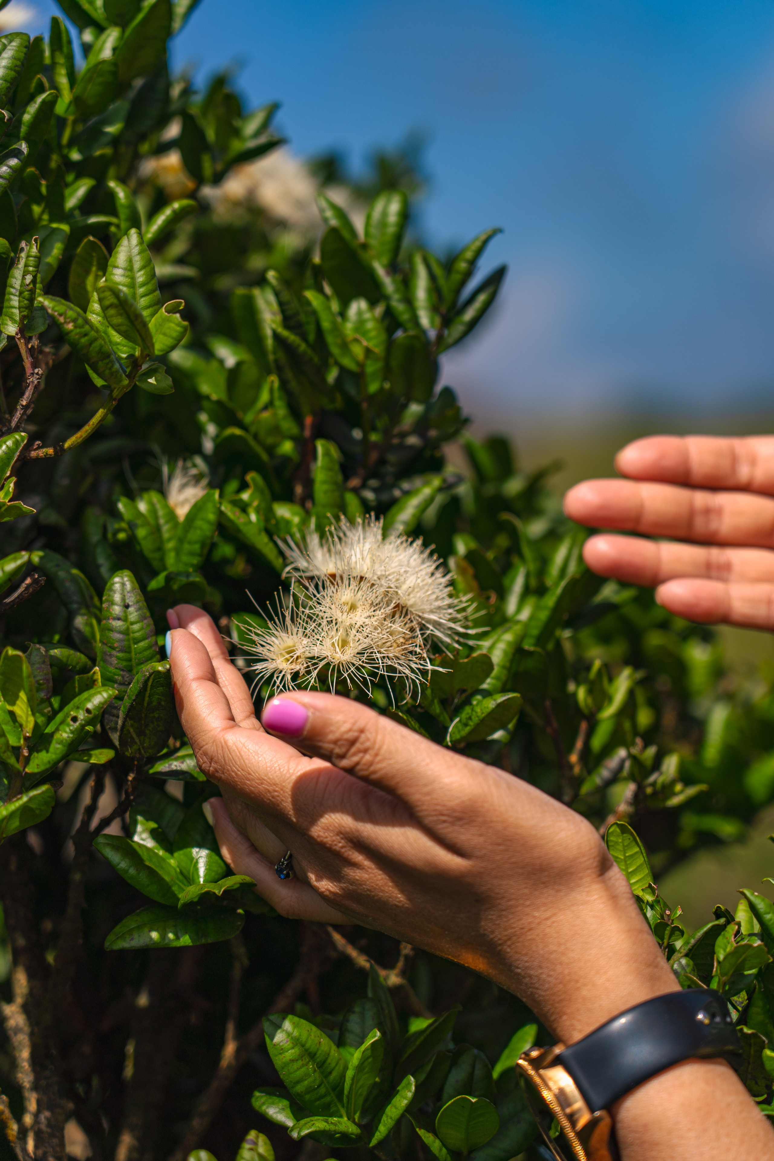 Promo content shooting for Ceylon Forward Tours