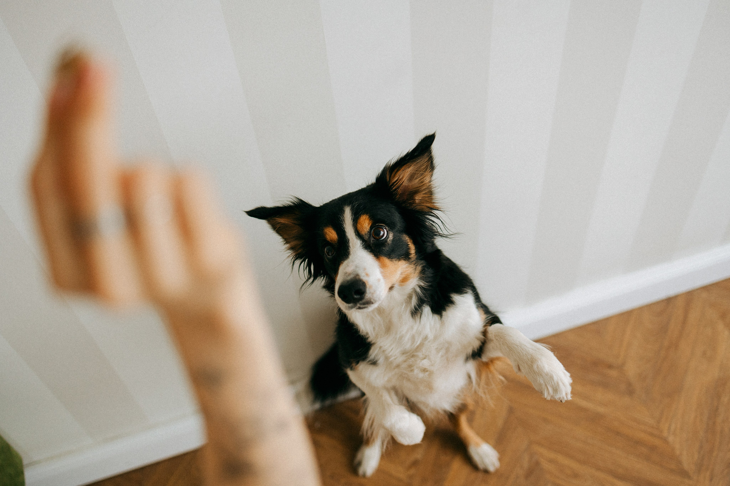 Цунами, Теон и Женя. Фотограф анималист Анастасия Пикей