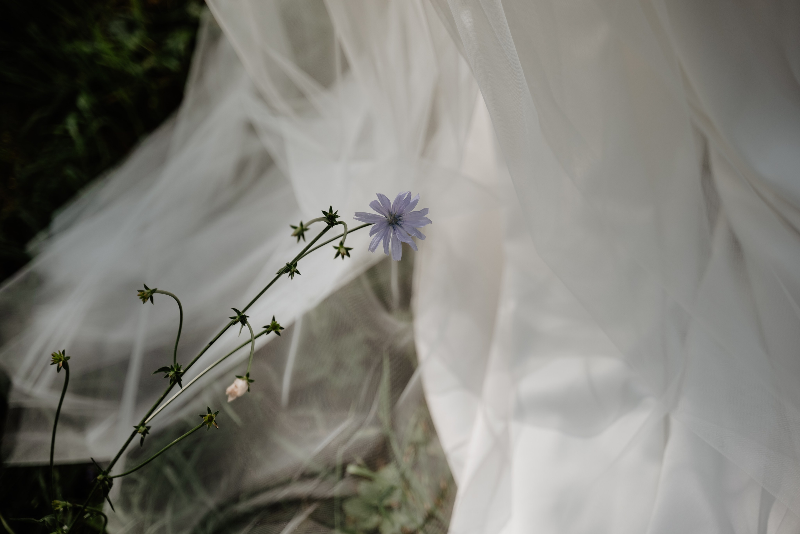 Быть с тобой. Свадебный и портретный фотограф в Брянске и Москве Алина Химушкина