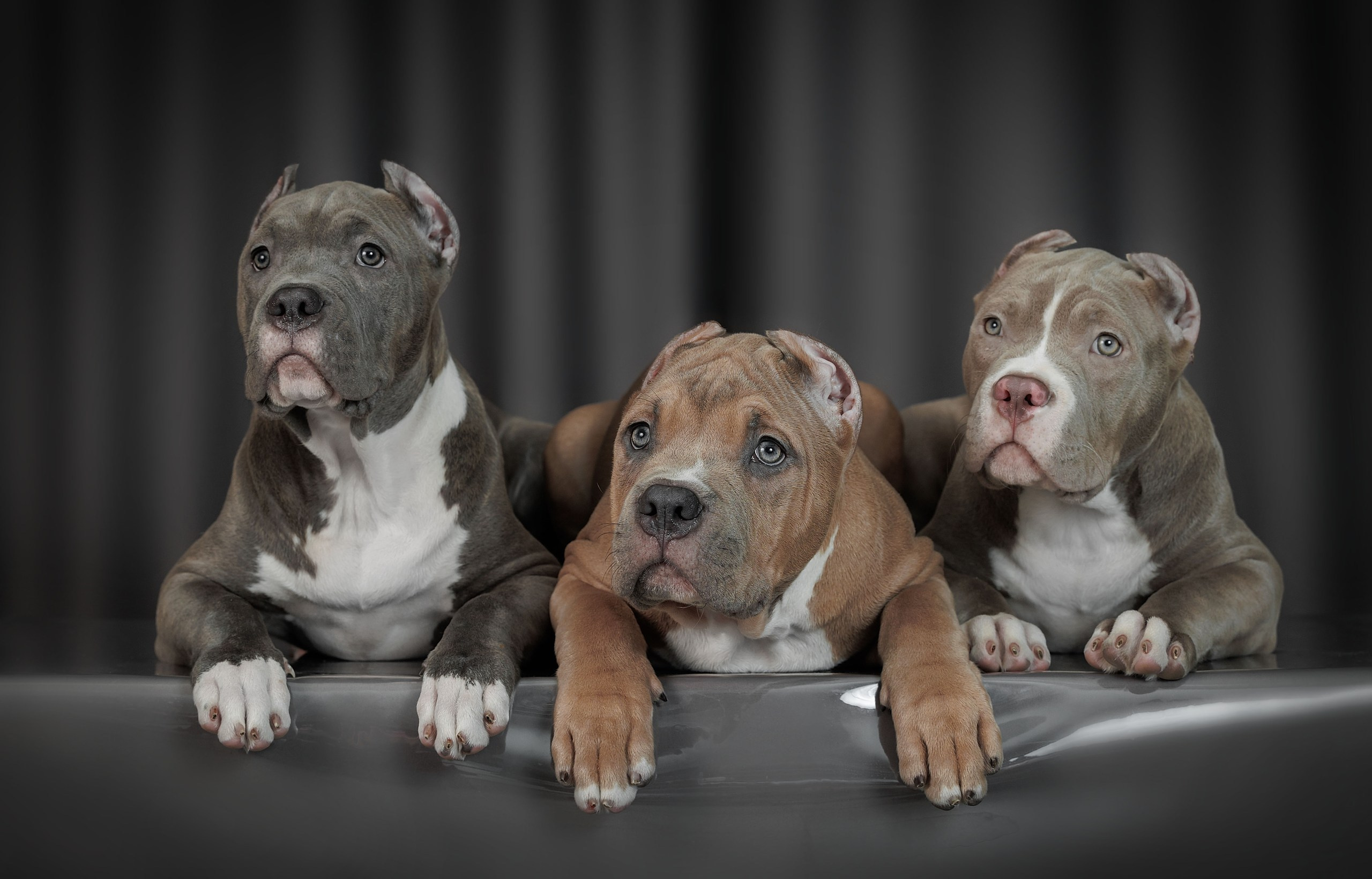 Щенки. Фотограф