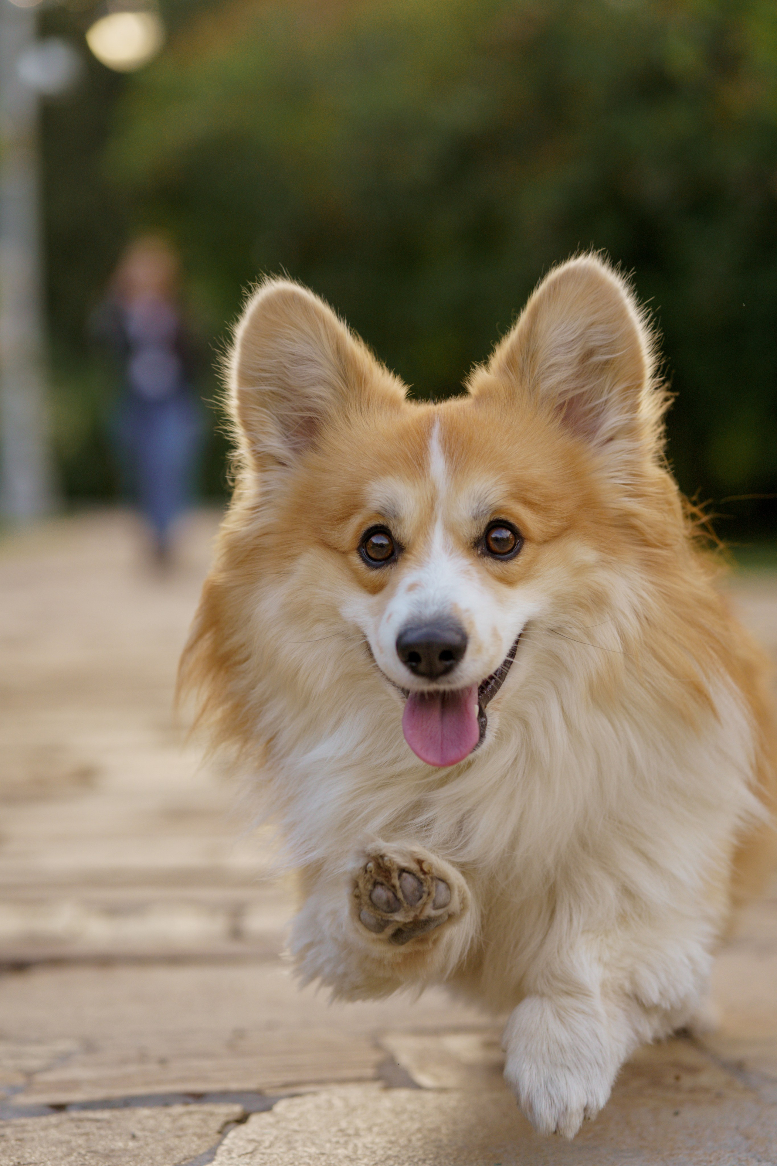 Катя, Арсений и Пух. Свадебный фотограф в Москве Анна Полушина