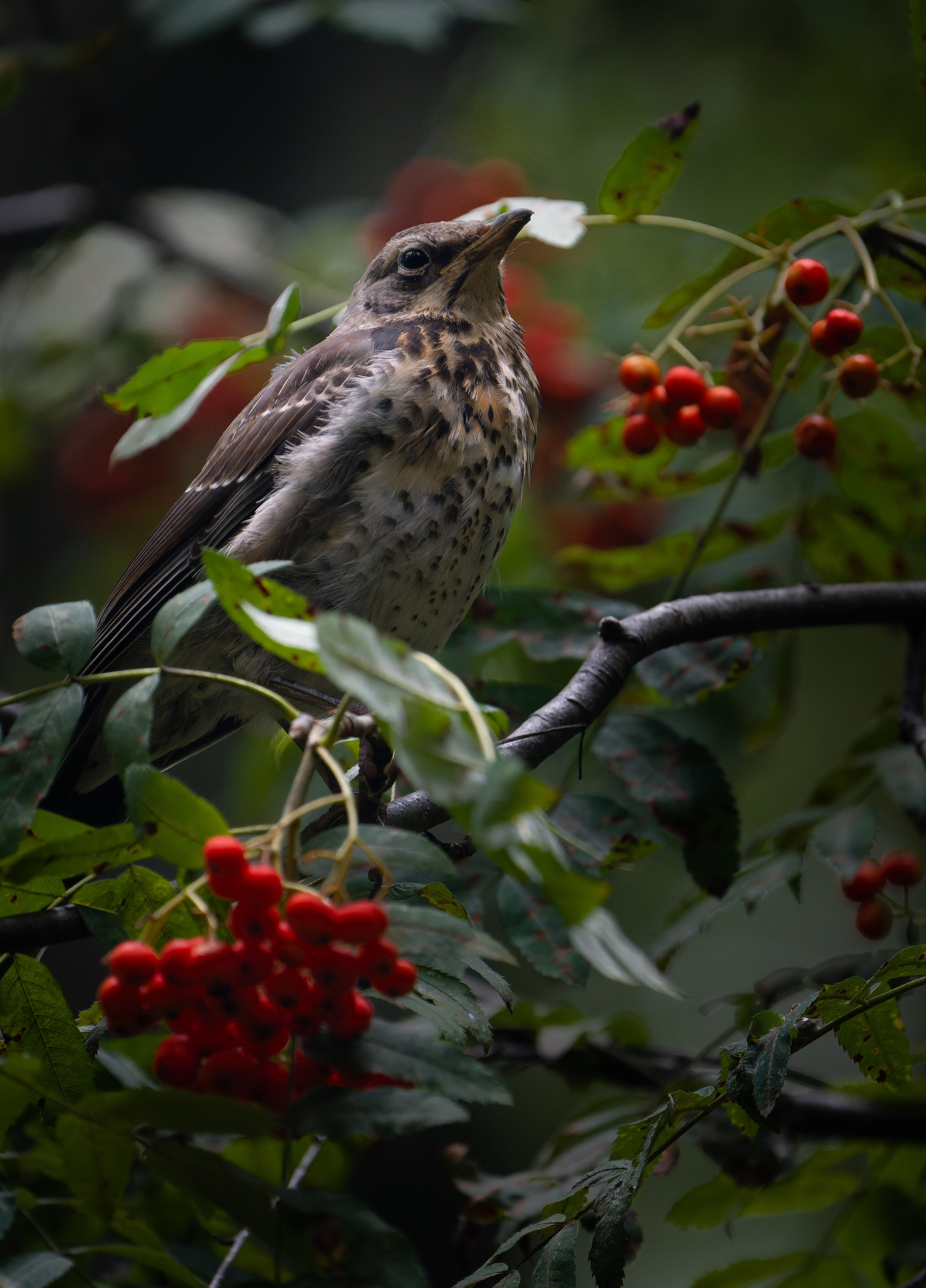 Птицы и животные. Oles Paritskiy