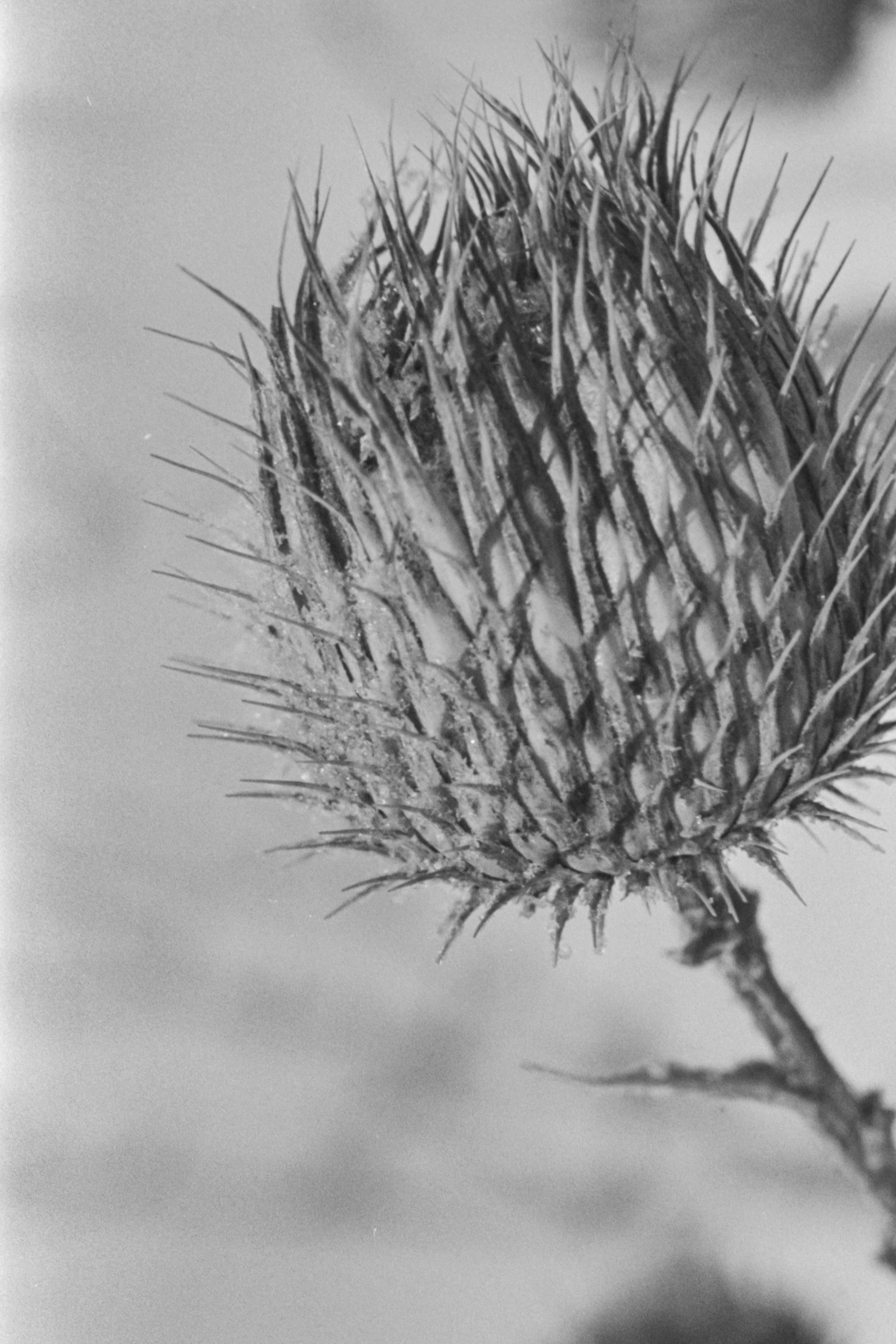 Пленочная история. Дмитрий Пропадалин, Нейрофотография