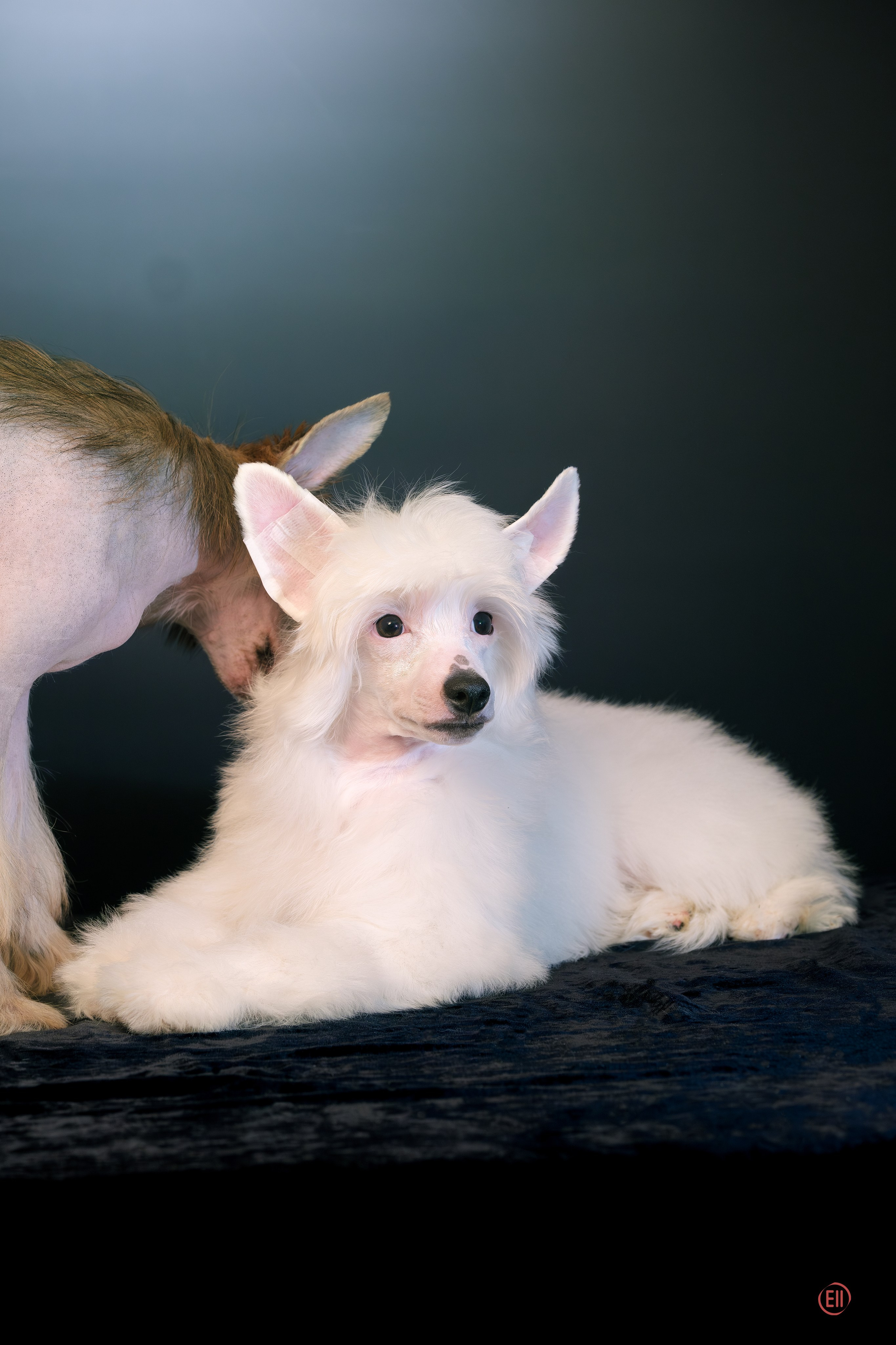 Друг человека. Фотограф в Москве