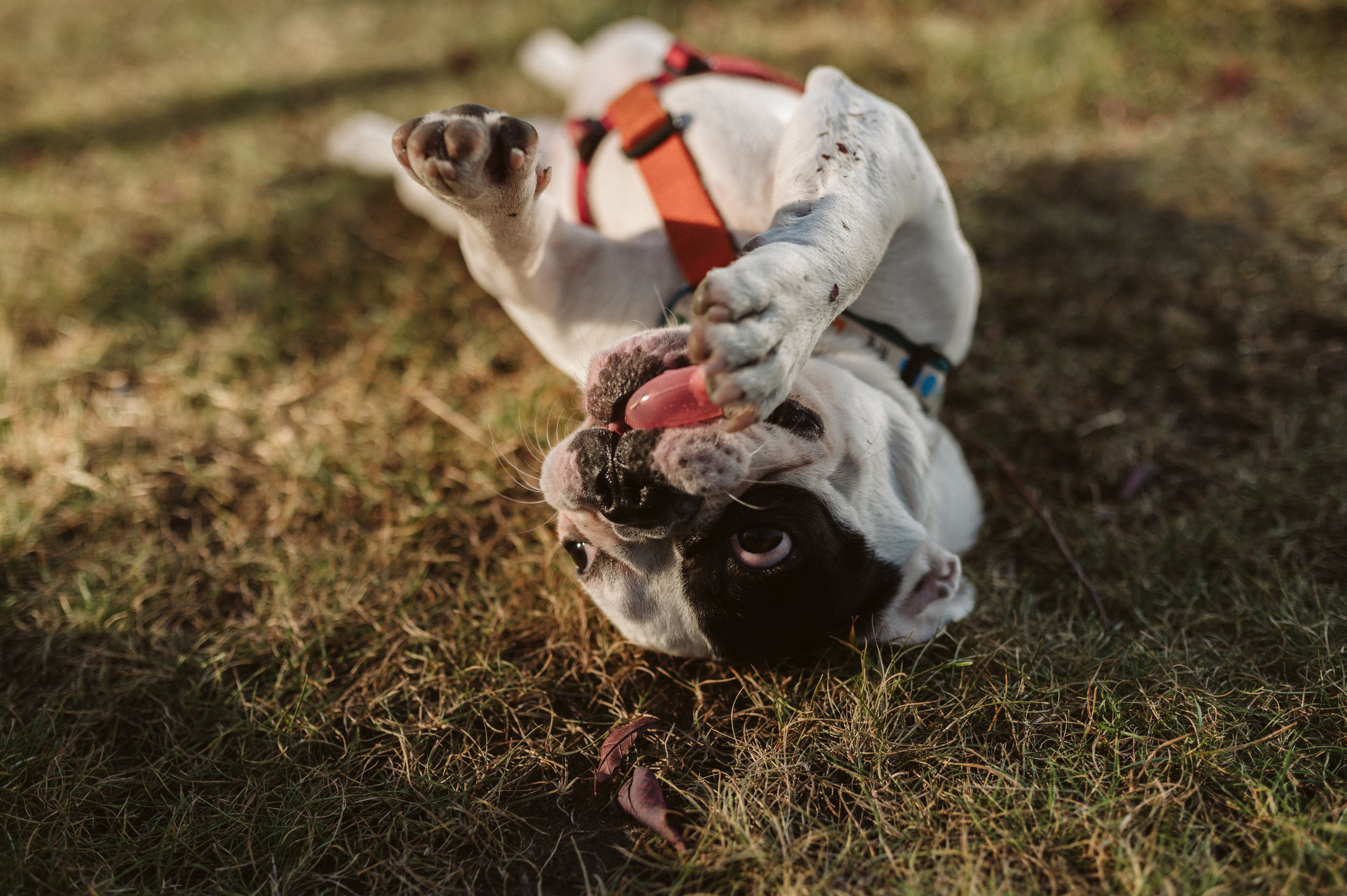 Инна и Белль. Фотограф анималист в Москве Ольга Агушева
