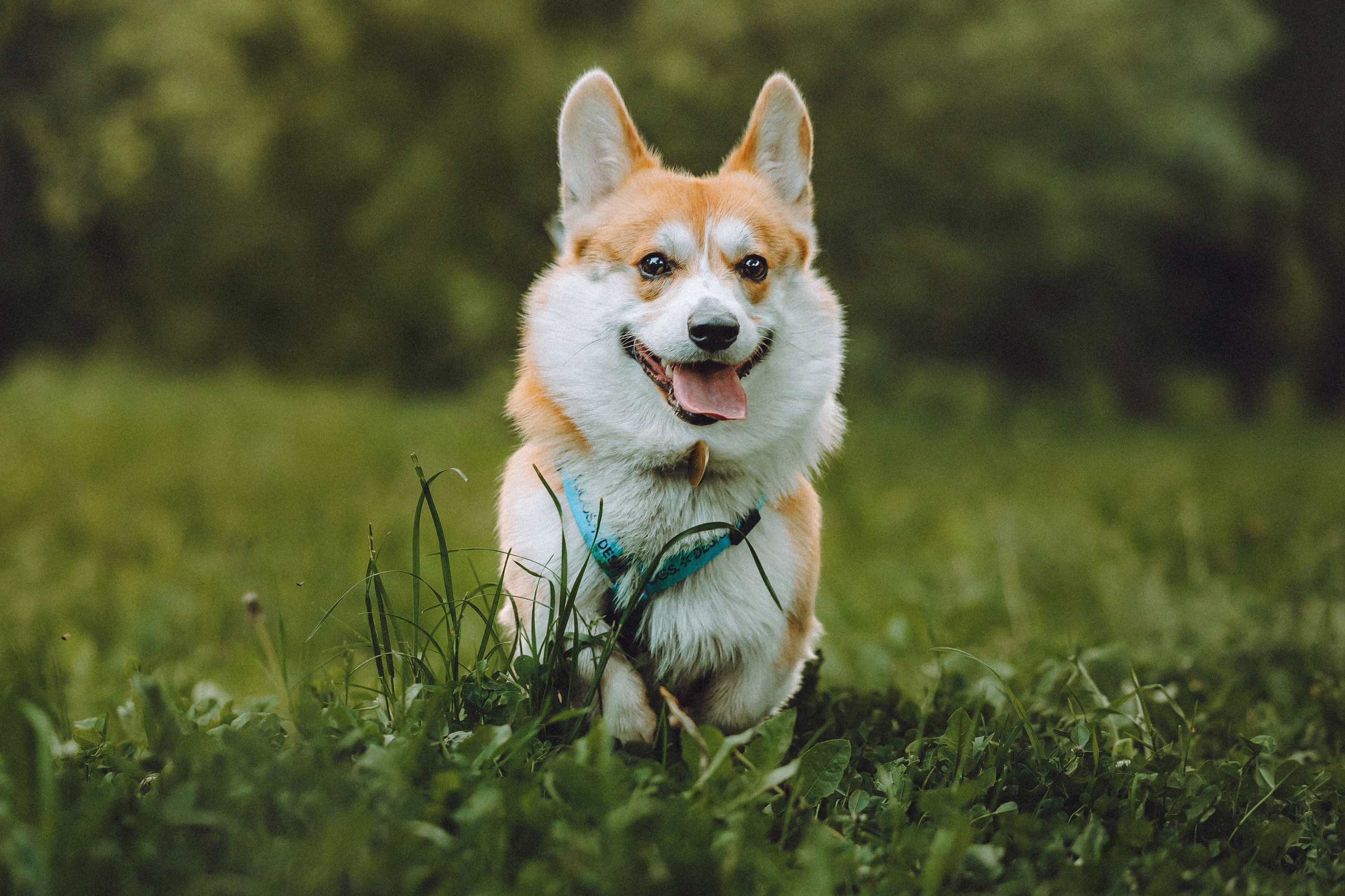 Вирджик и его семья