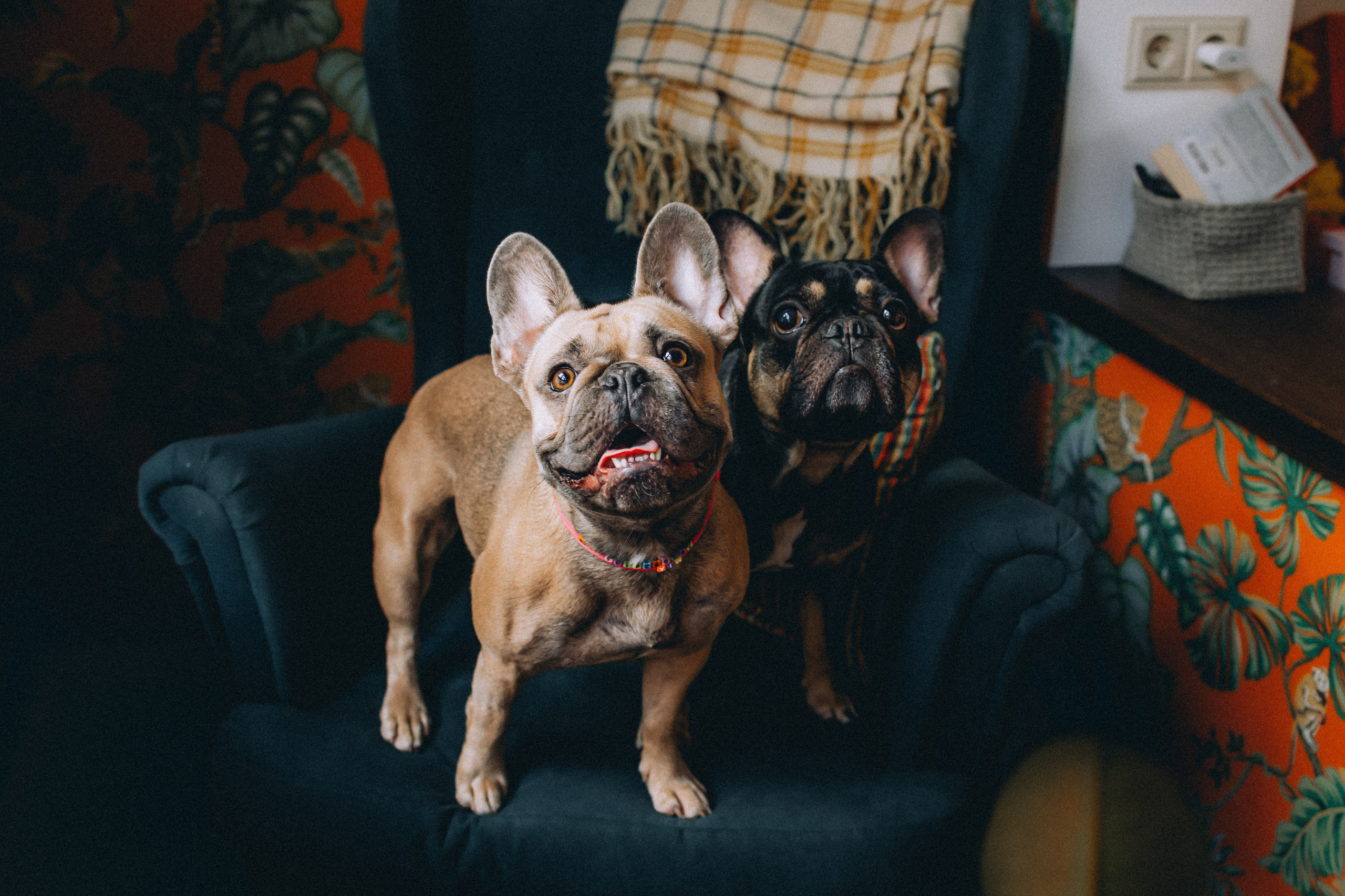 Юля, Мия и Зек