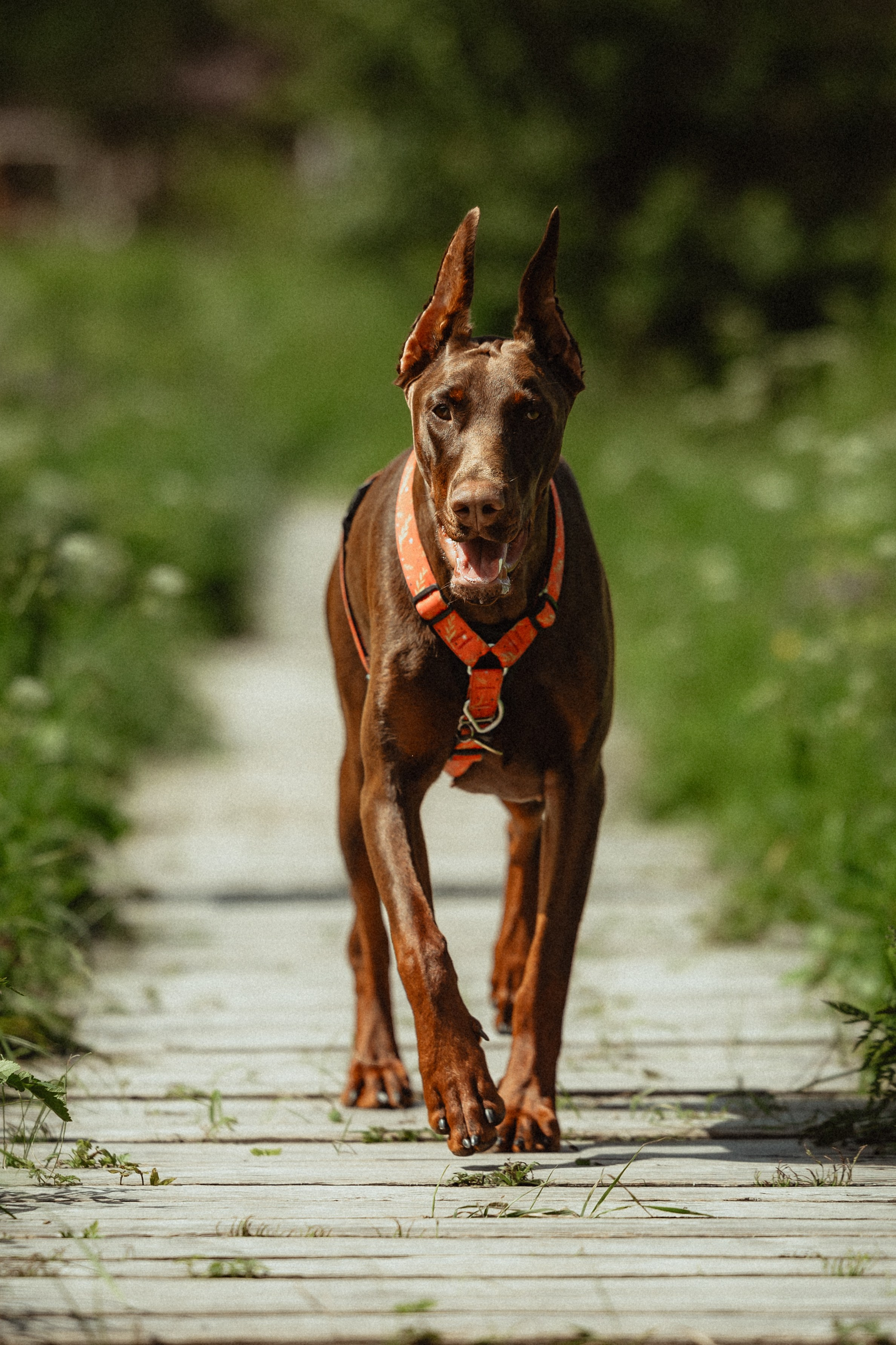 Выездной дог-тренинг от школы «Шерсть имею»