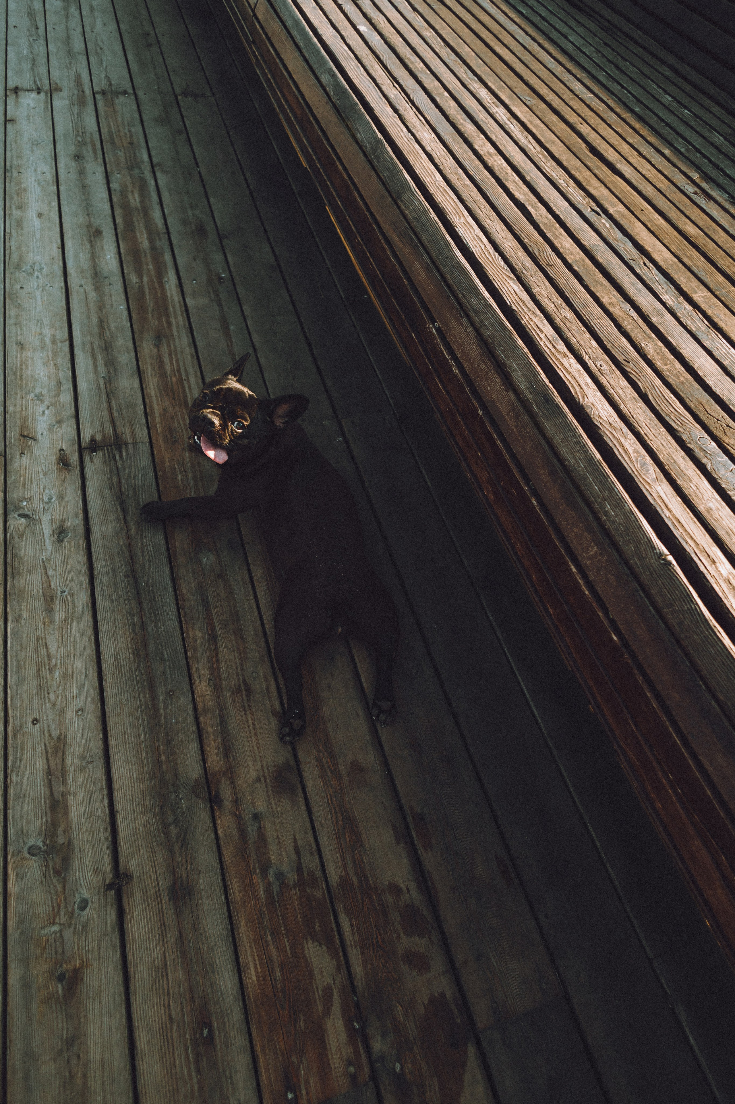 Саша, Дима и Шпуля