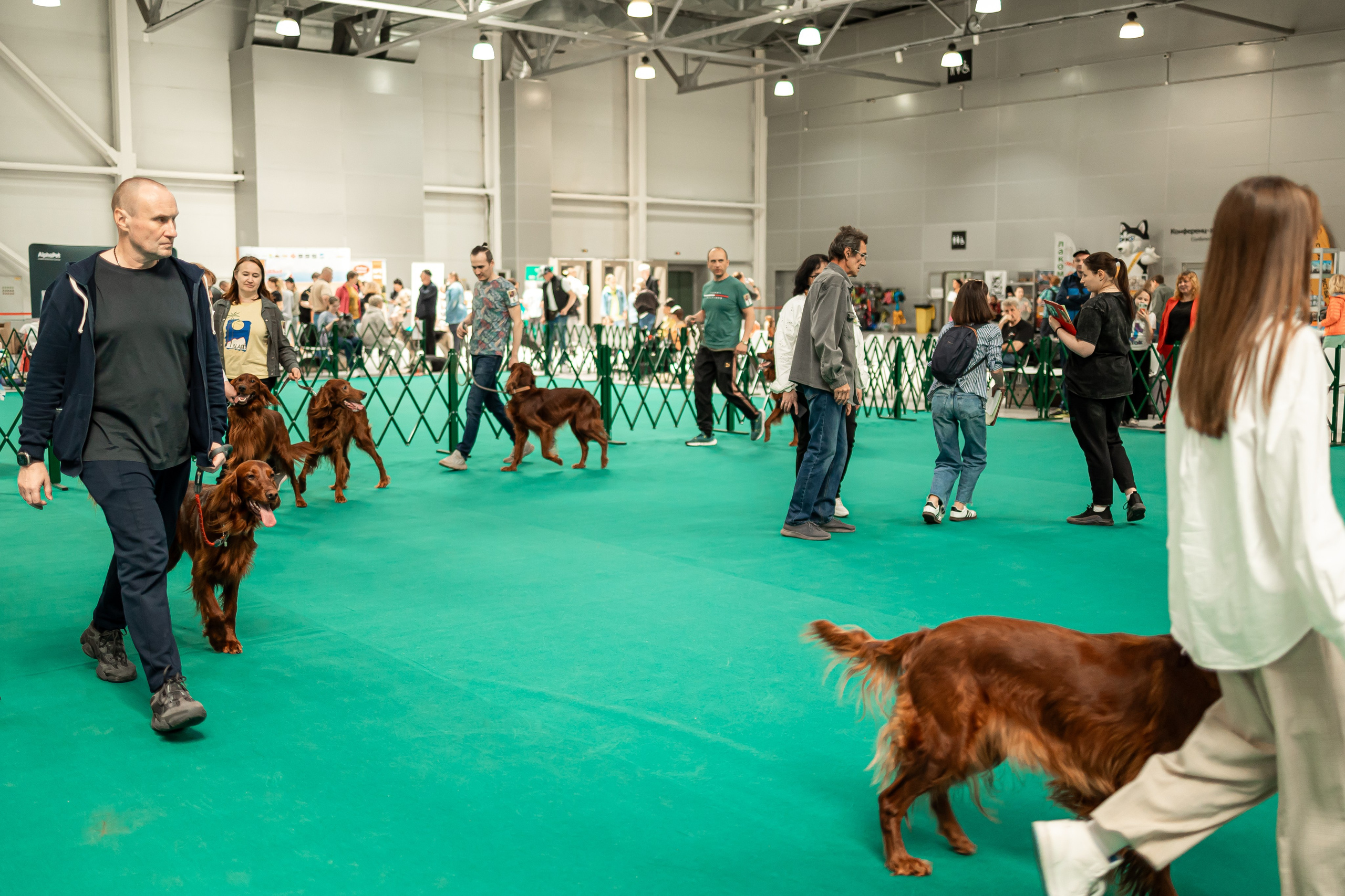 Выставка сеттеров 19.05.24