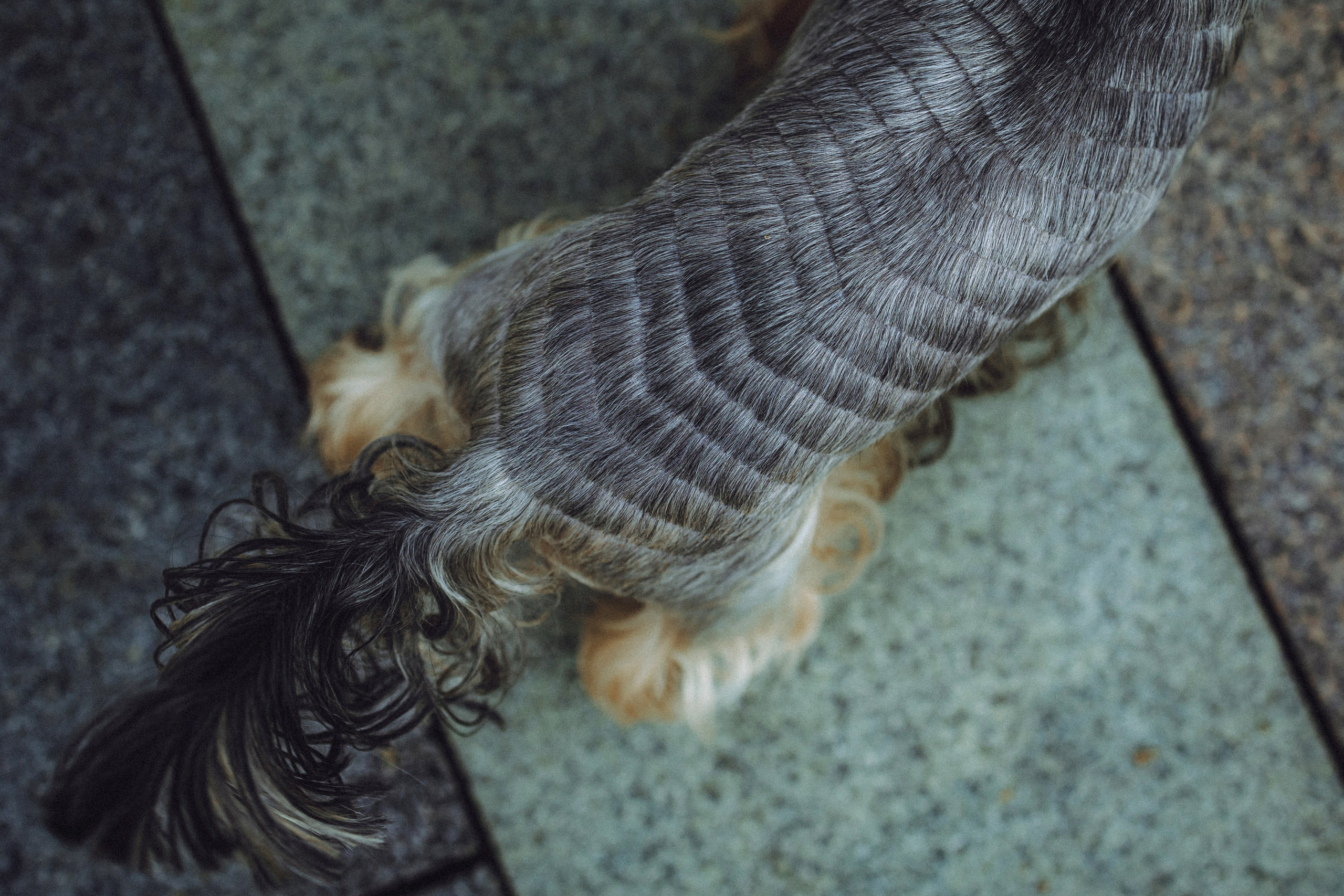 Дженни, Оливия и их семья