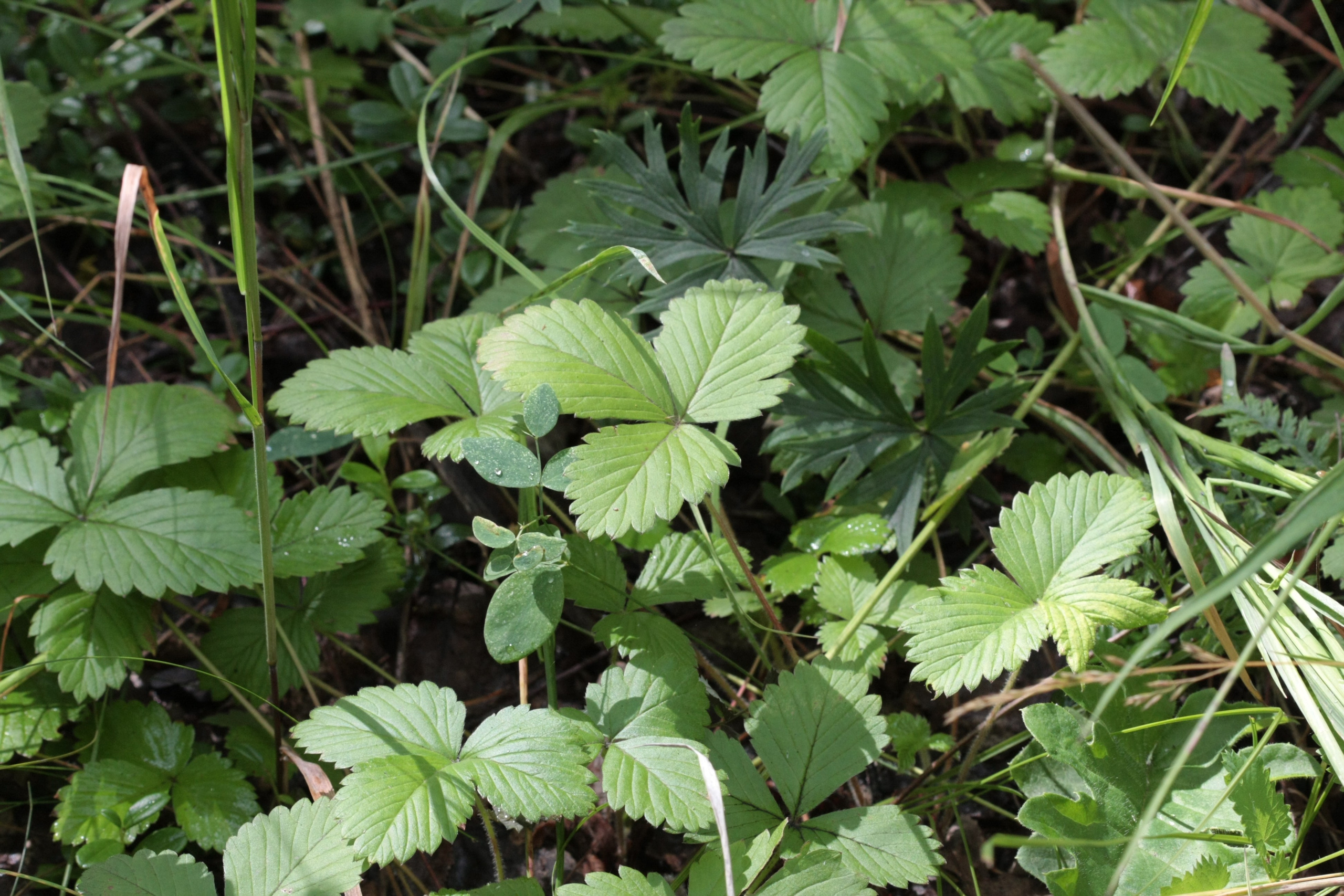 Фото Природы Забайкалья. Студия Максима Белослюдцева