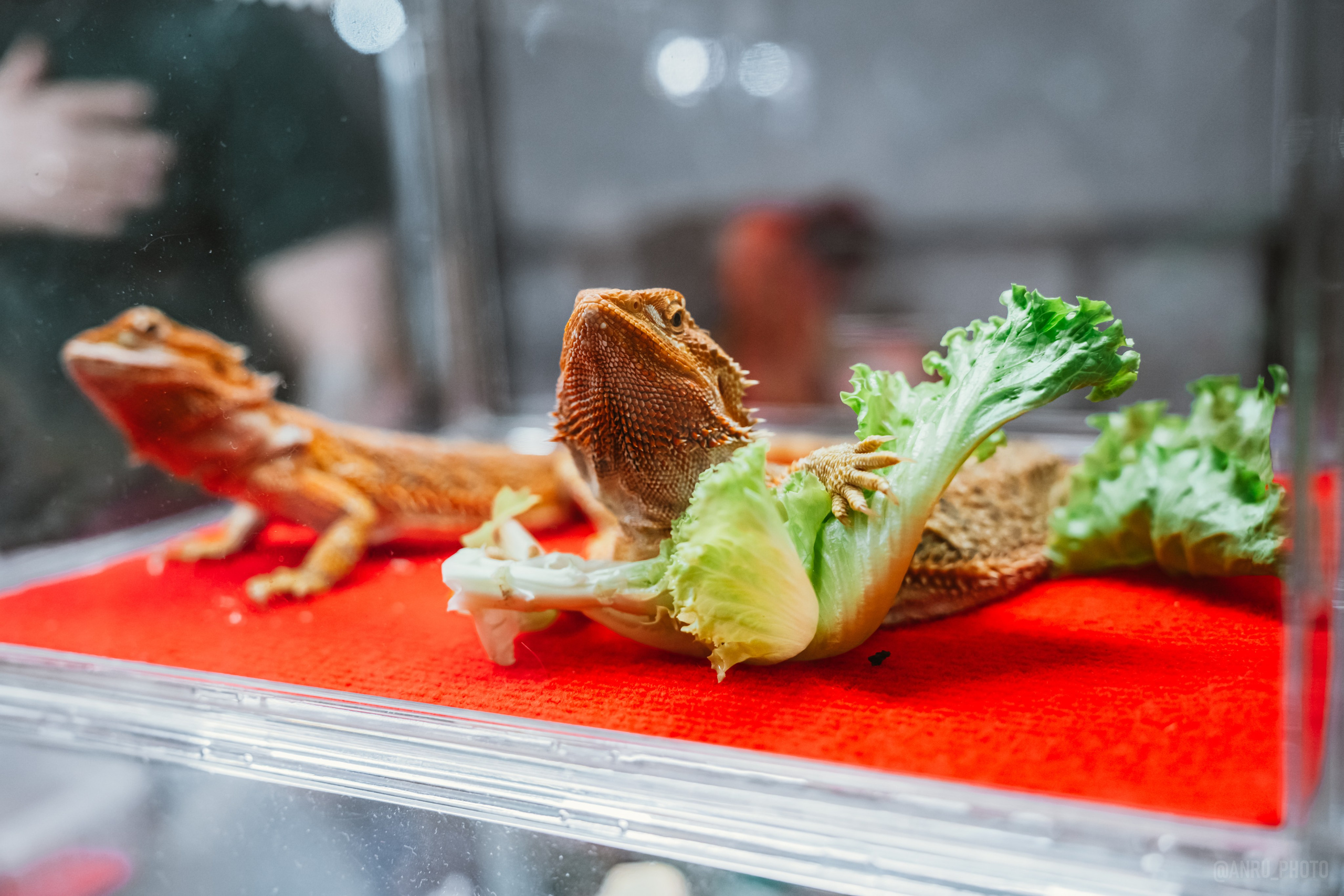 Рептилиум. Репортажный фотограф Анастасия Рубцова