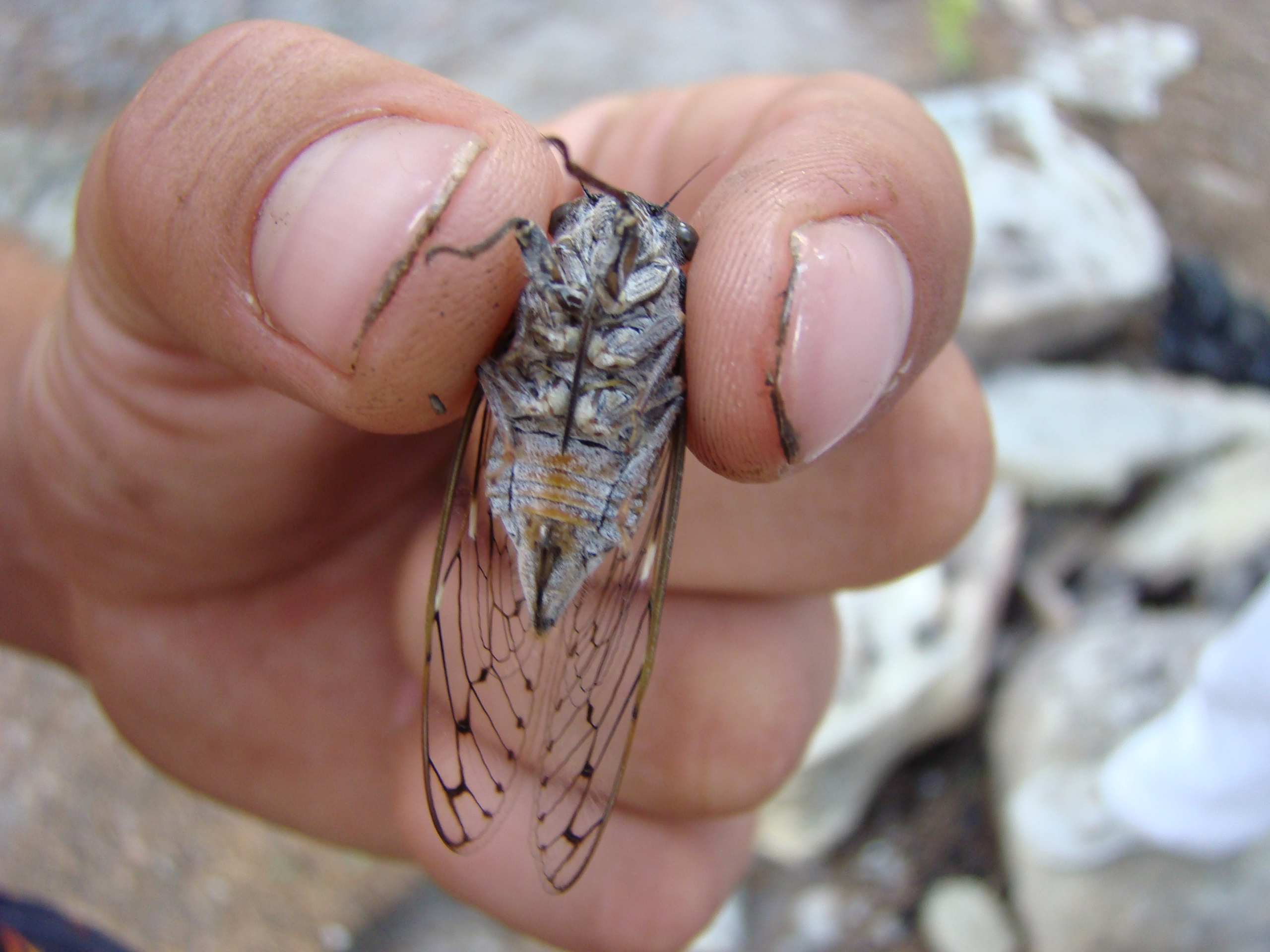 Кабардинка (фото Зевиных) 25.06-24.07.2008. Семейный, Свадебный фотограф СПБ Питер— Романова Екатерина