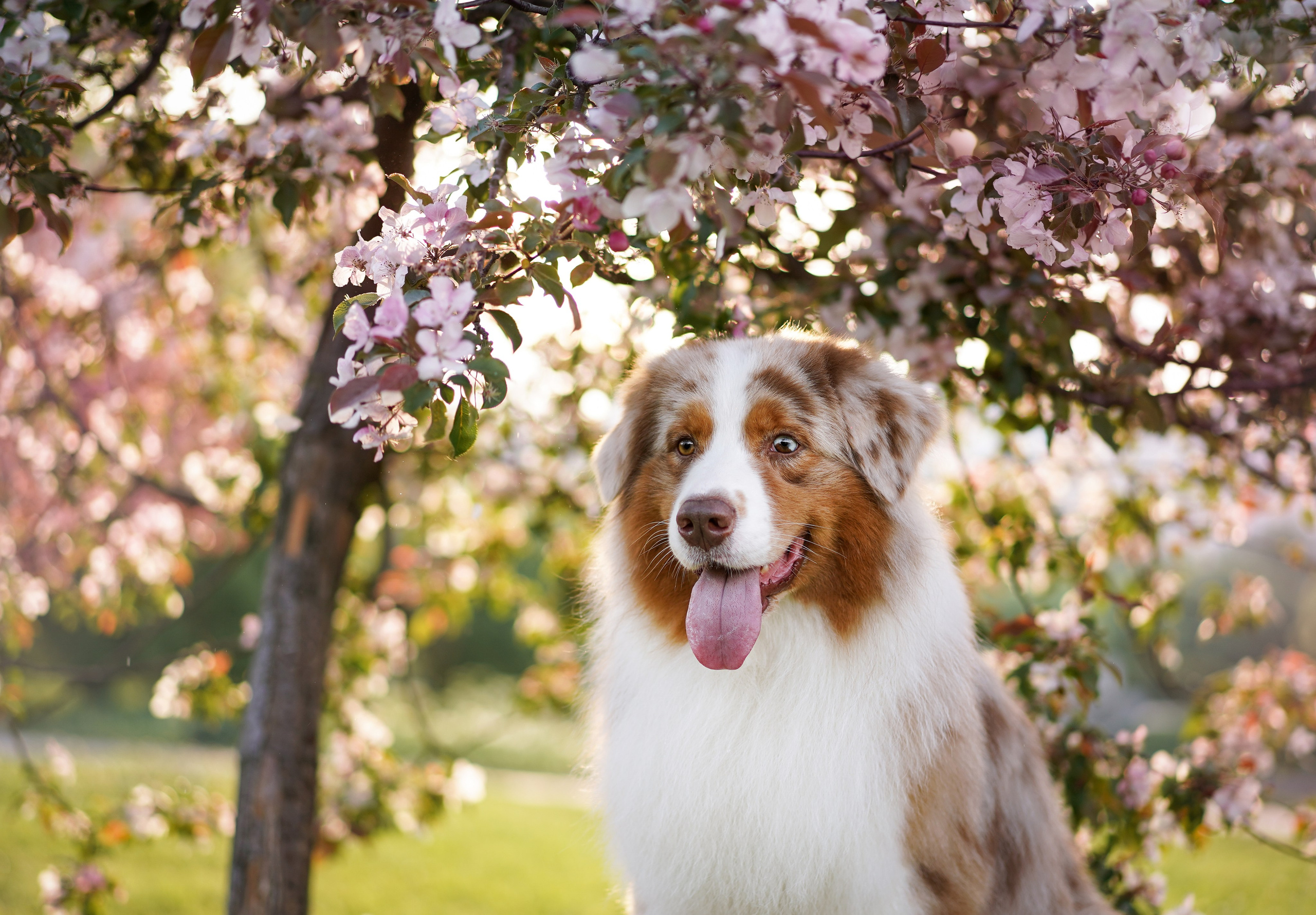 Аусси в Яблоневом саду. Фотограф-анималист в Санкт-Петербурге Яна Мартынова