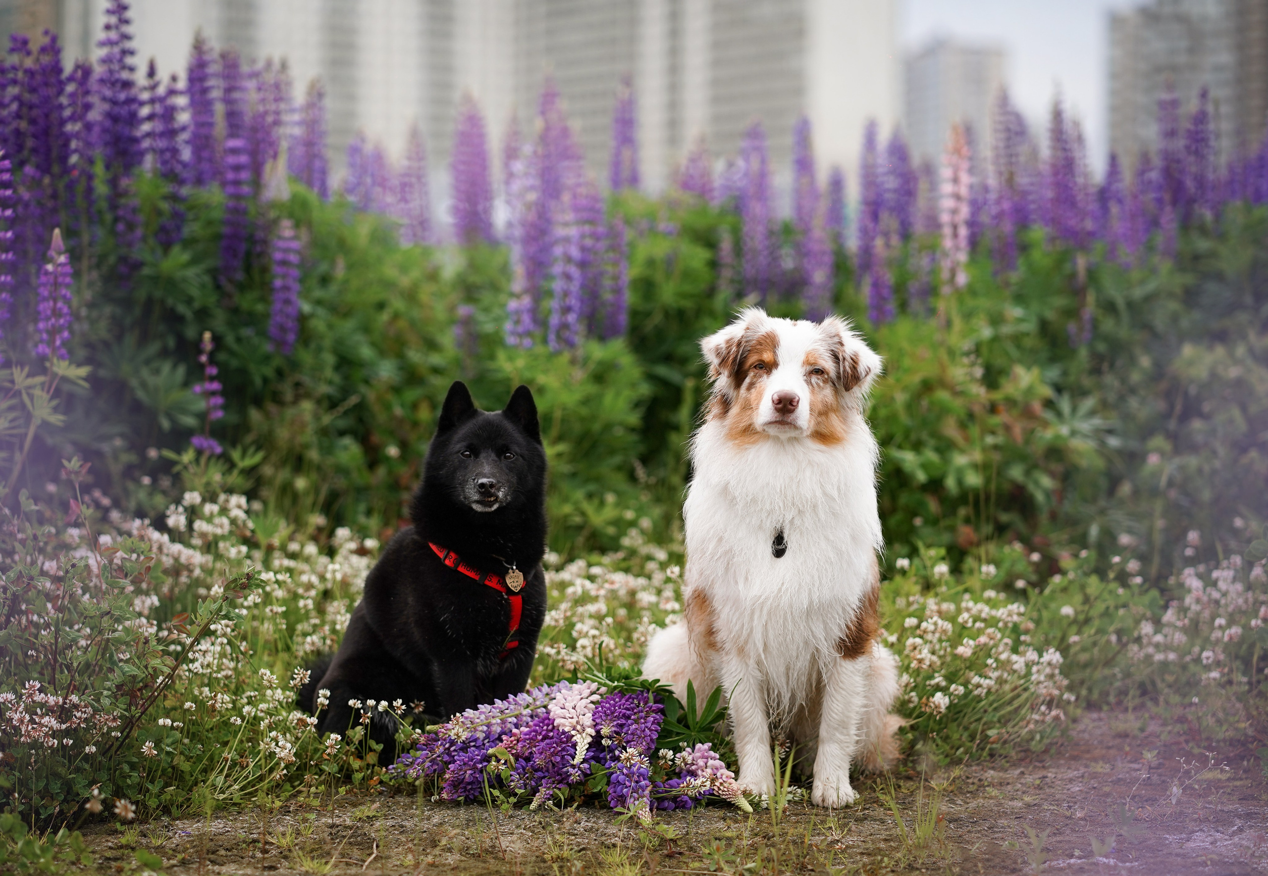 Аня Арчи и Панда в люпинах. Фотограф-анималист в Санкт-Петербурге Яна Мартынова