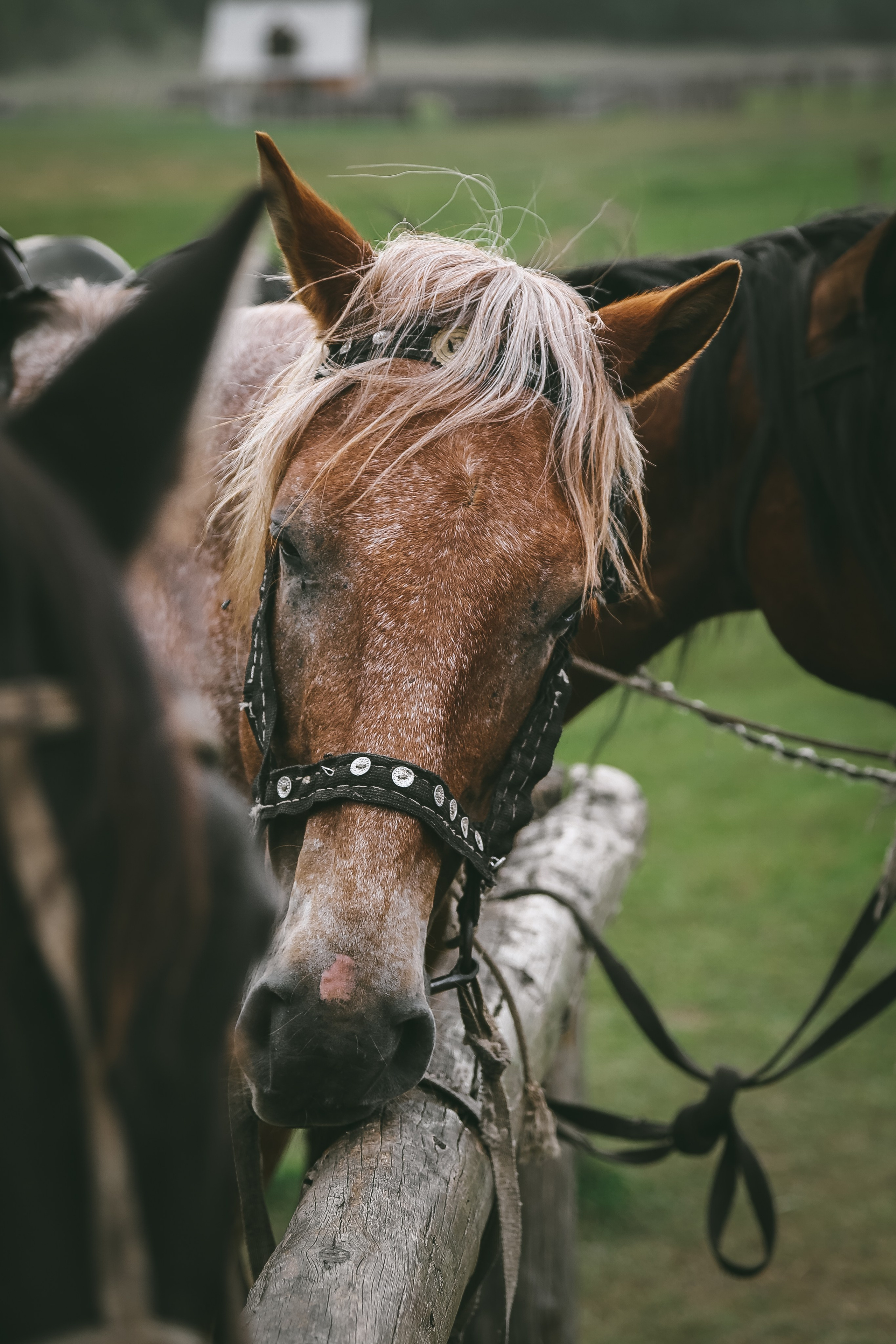Байкал летний: легенды и святыни. Дарья Письменюк / Darya Leitstern — фотограф, музыкант, журналист, путешественник