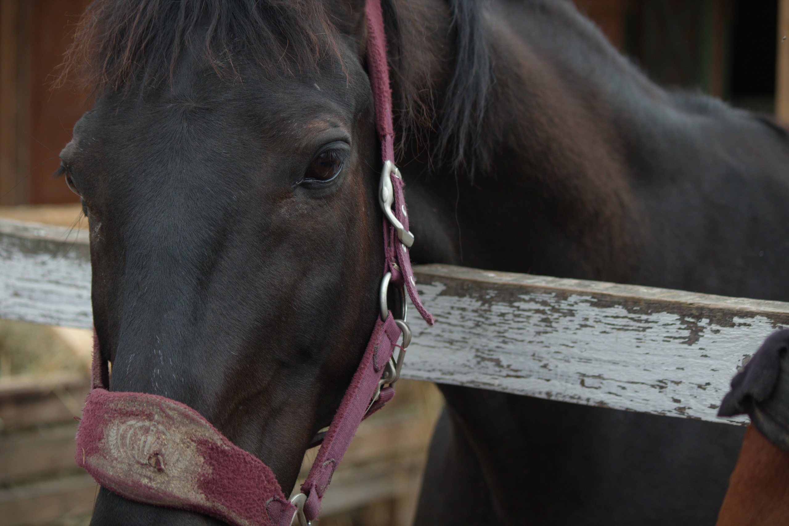 Коричневый конь,  портрет
