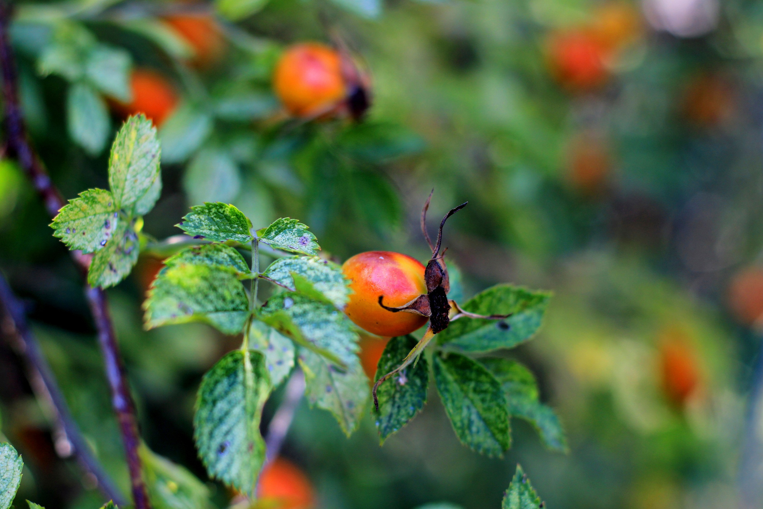 Природа. Команда фотографов Кристины Ивановой