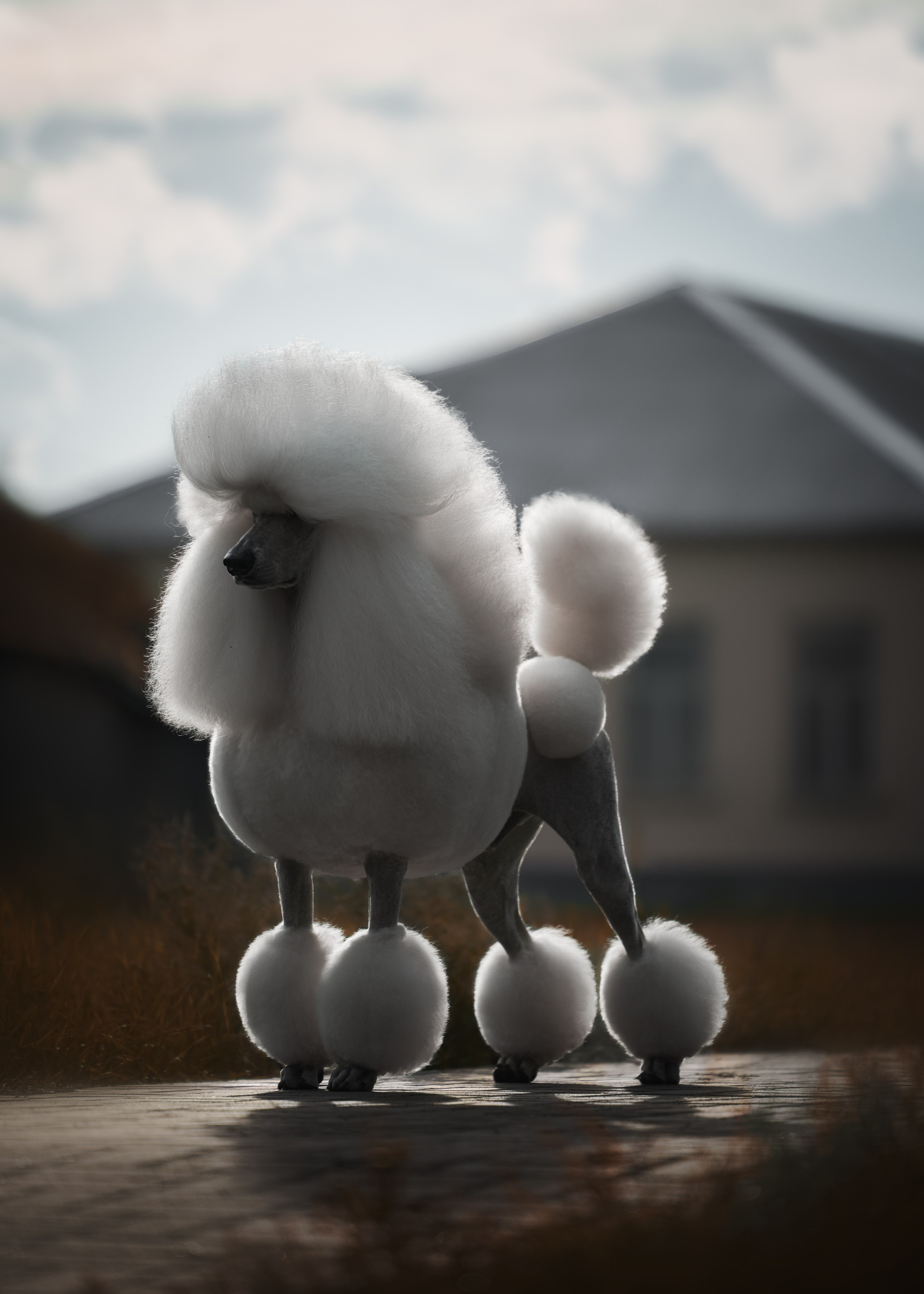 Животные отдельно