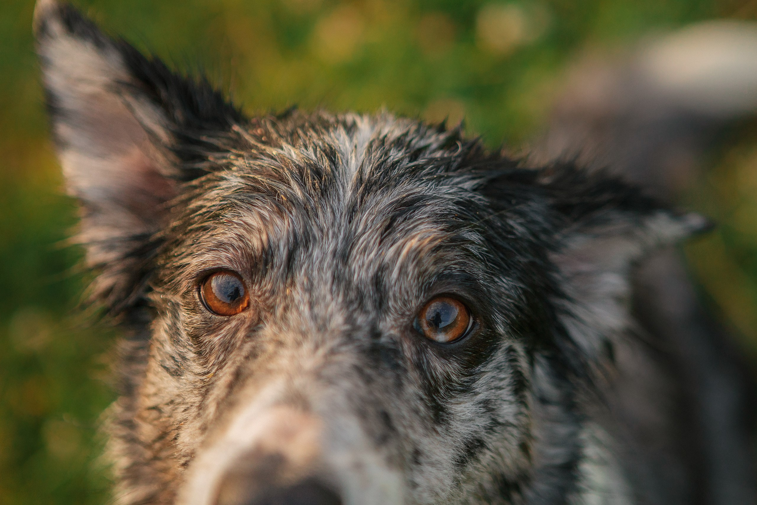 Таня и команда на рассвете. Фотограф анималист Кузнецова Анна Нижний Новгород