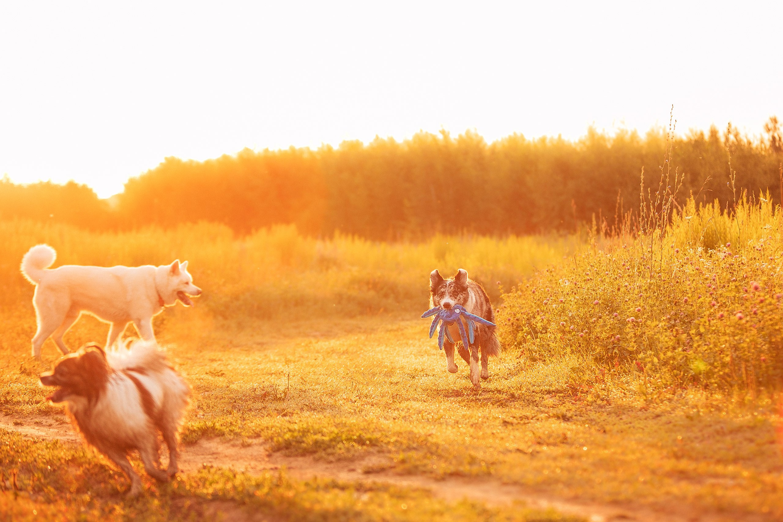 Таня и команда на рассвете. Фотограф анималист Кузнецова Анна Нижний Новгород