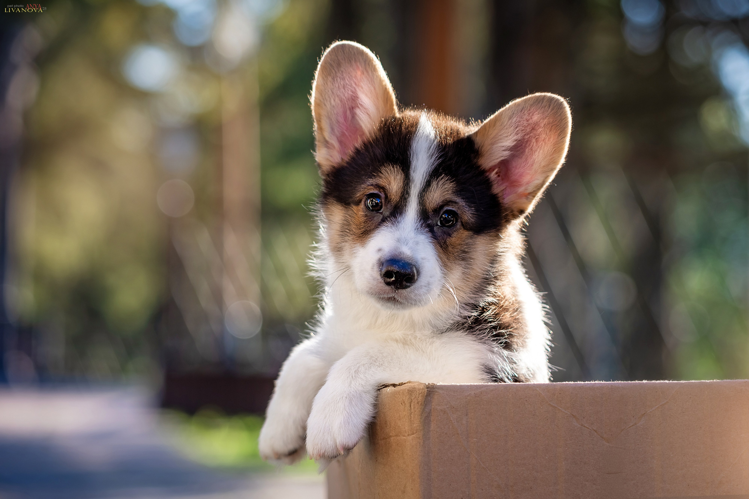 Коржики. Фотограф анималист Аня Ливанова | Рыбинск