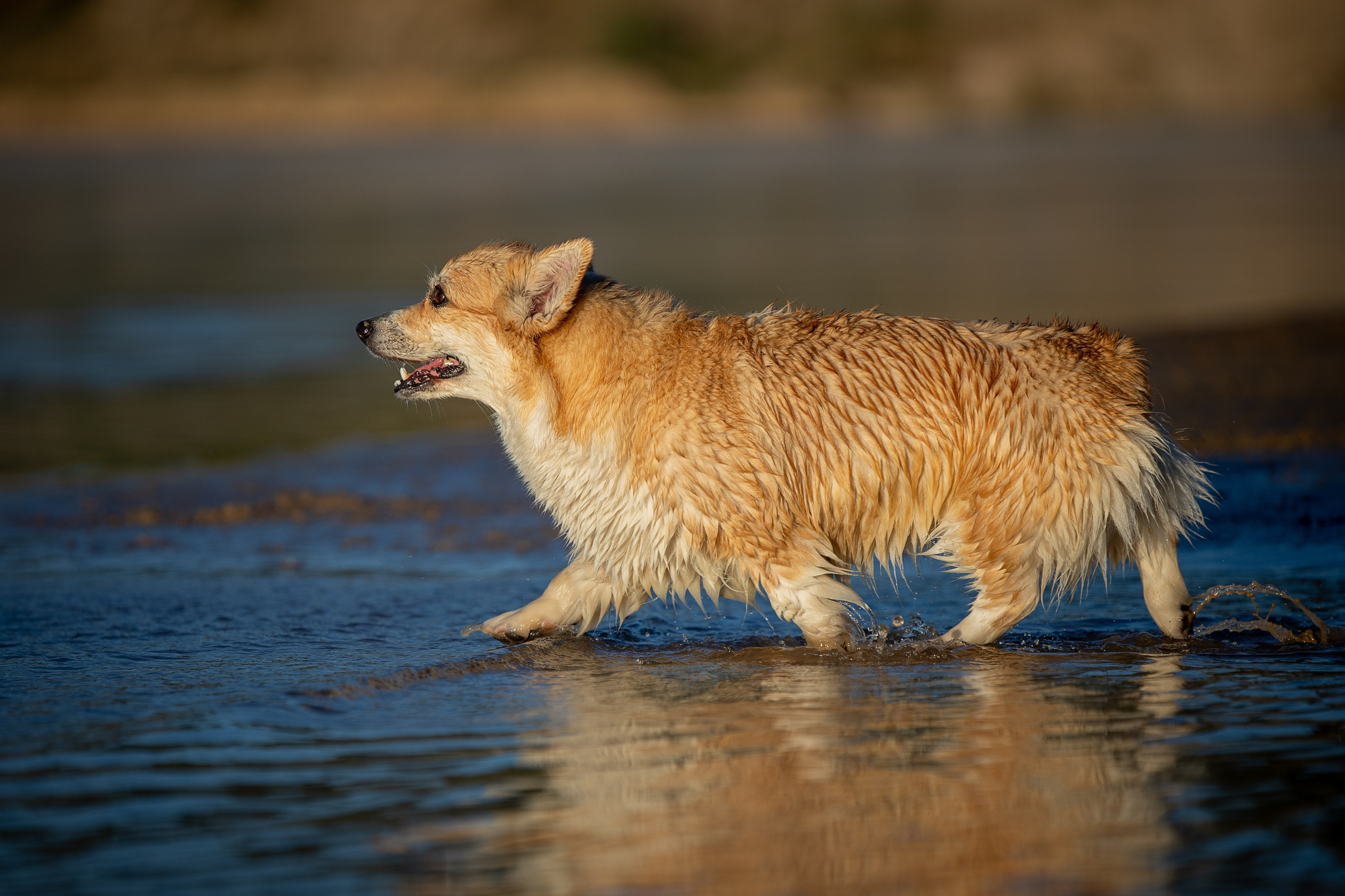 Рассвет. Фотограф-анималист Александра Шеремет