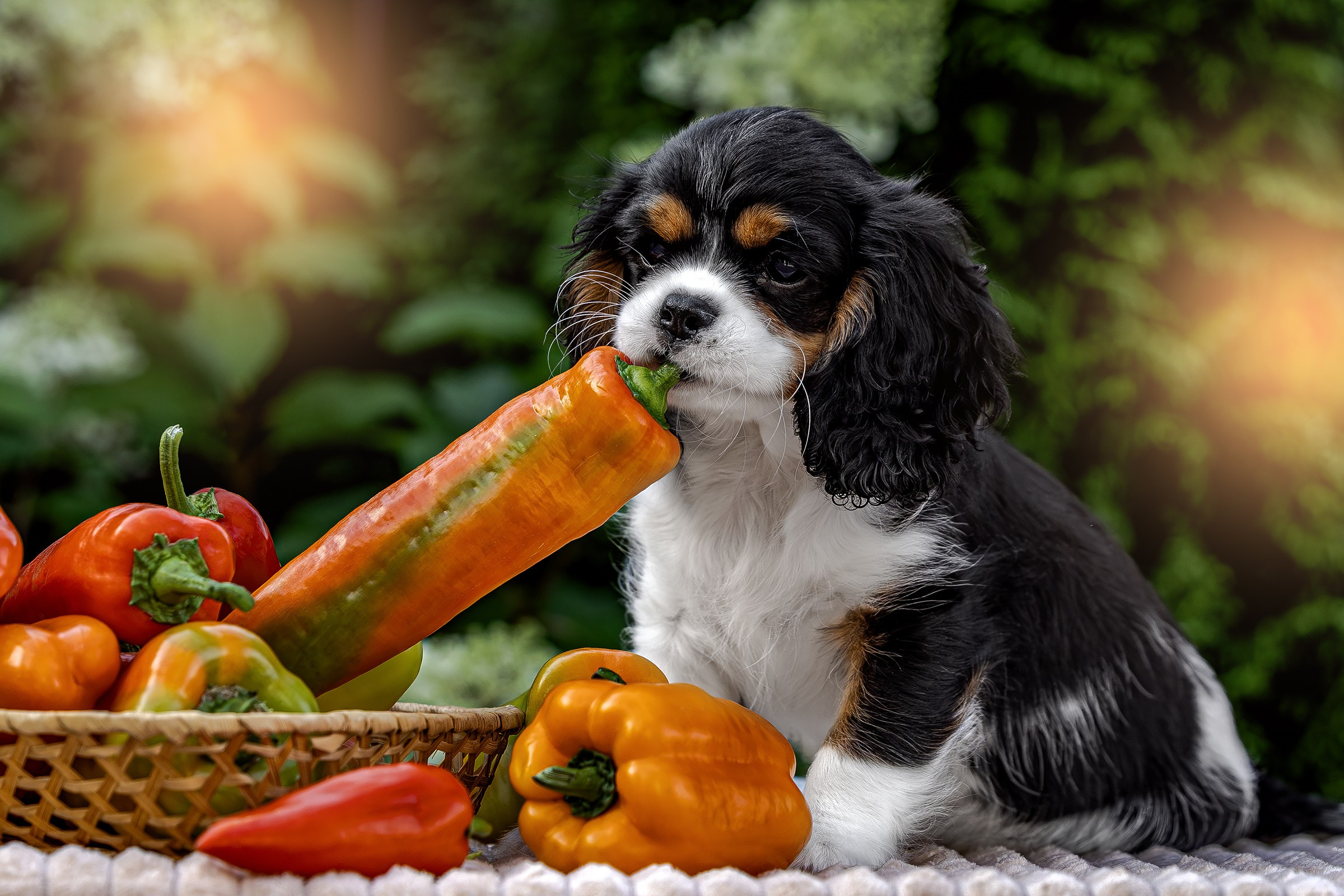 Услуги. Htykk_photo