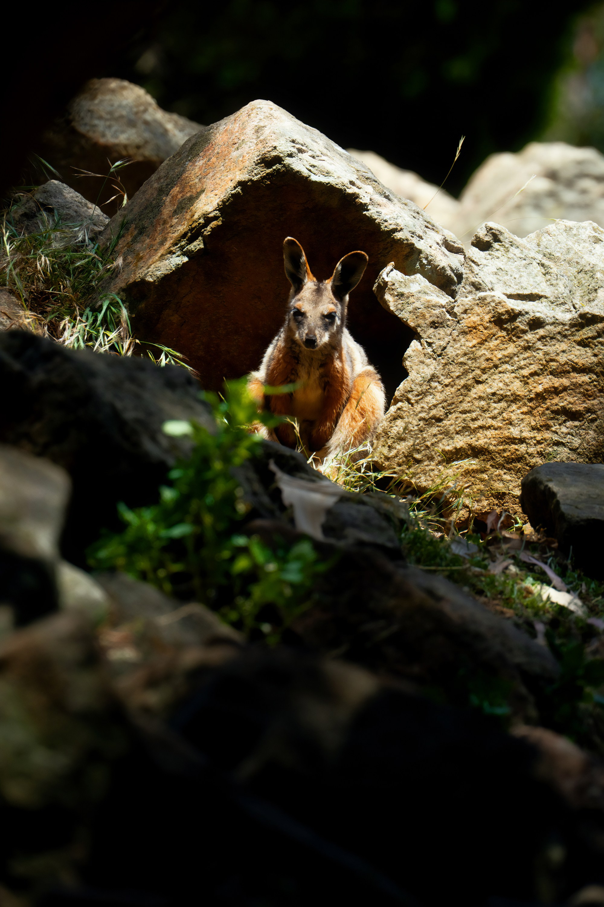 Австралия. Фотограф в Хабаровске. Фотография за 24 часа