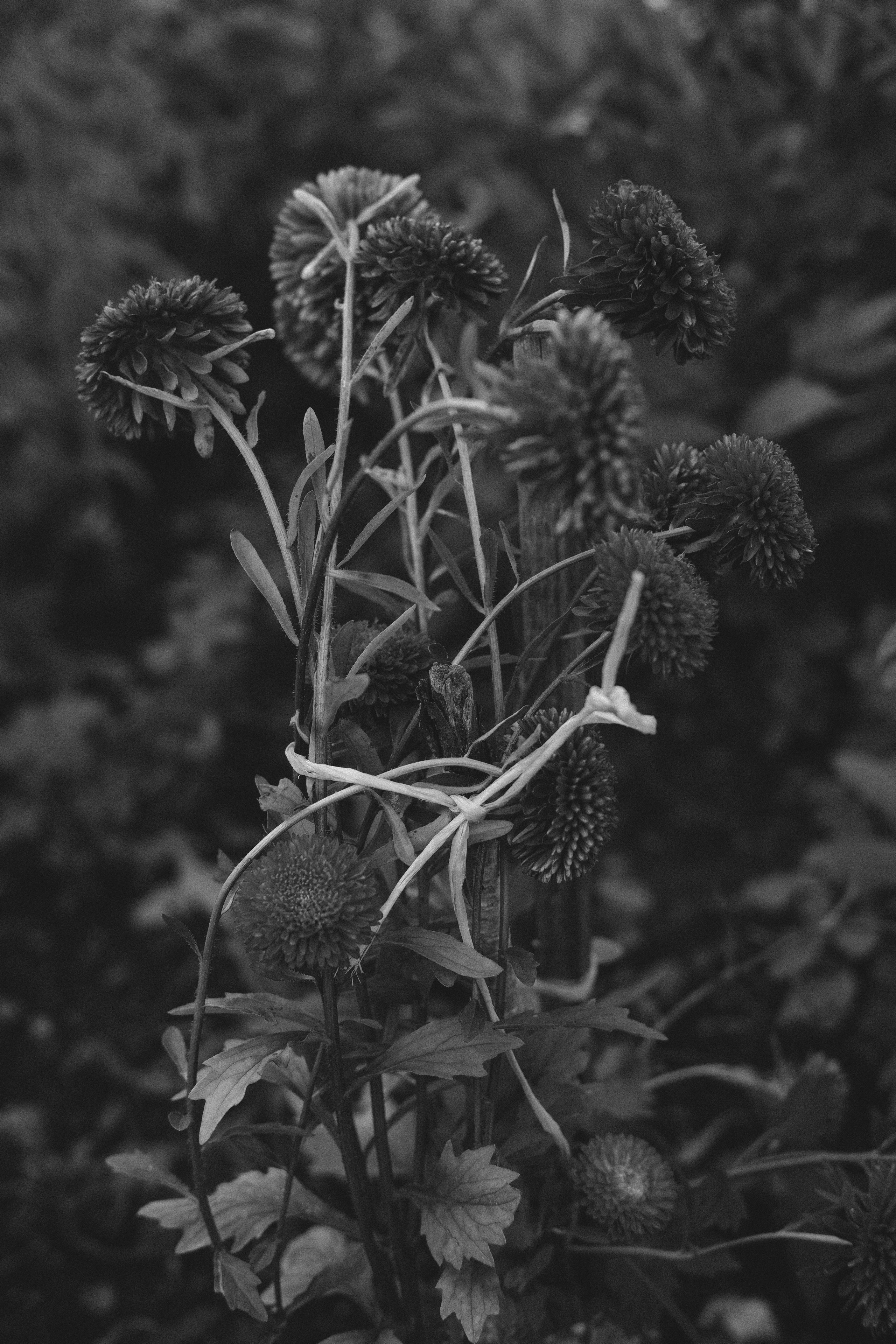 Жизнь сада. Works