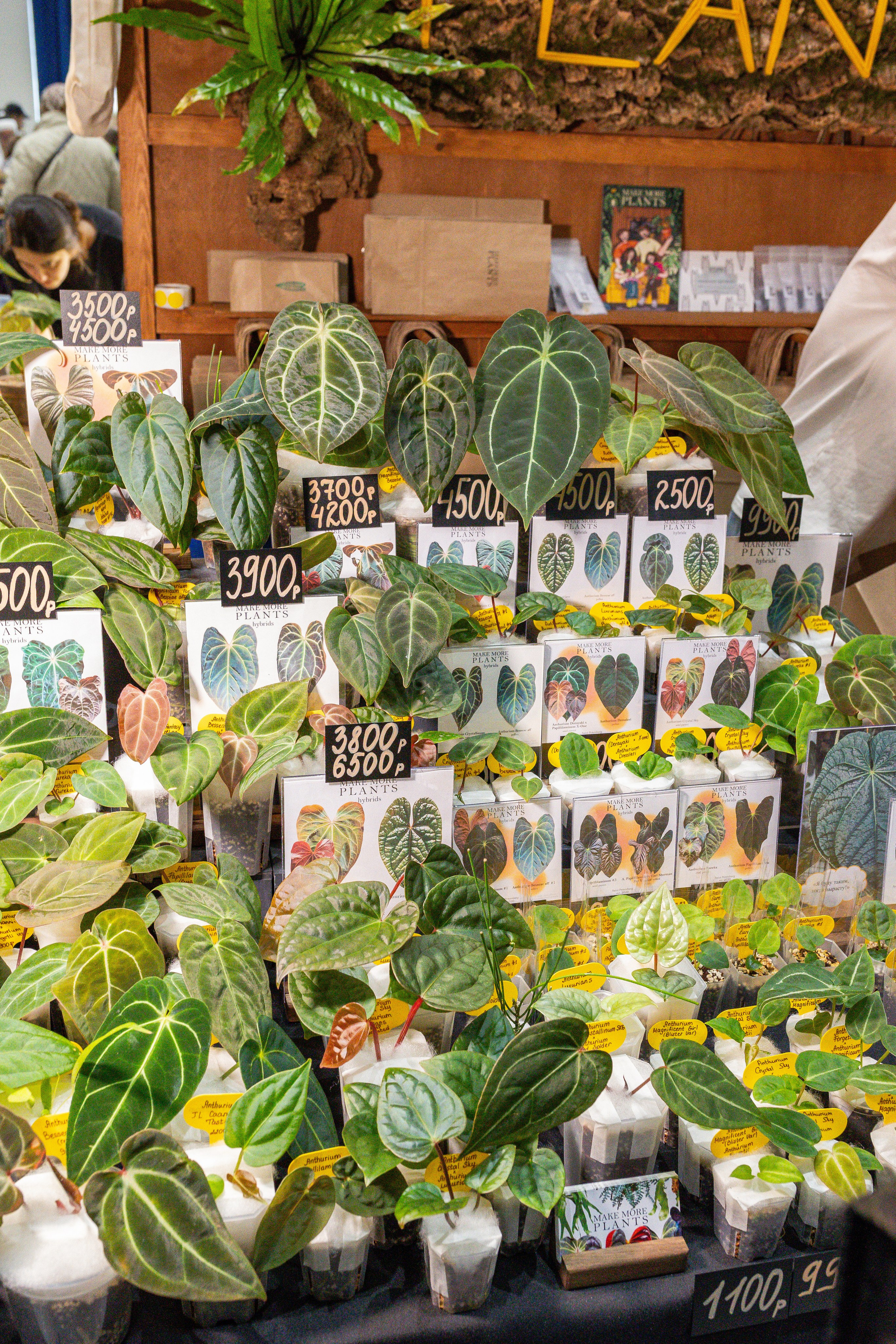 Монстериум апрель 2025. Александра Куликова фотограф, Москва