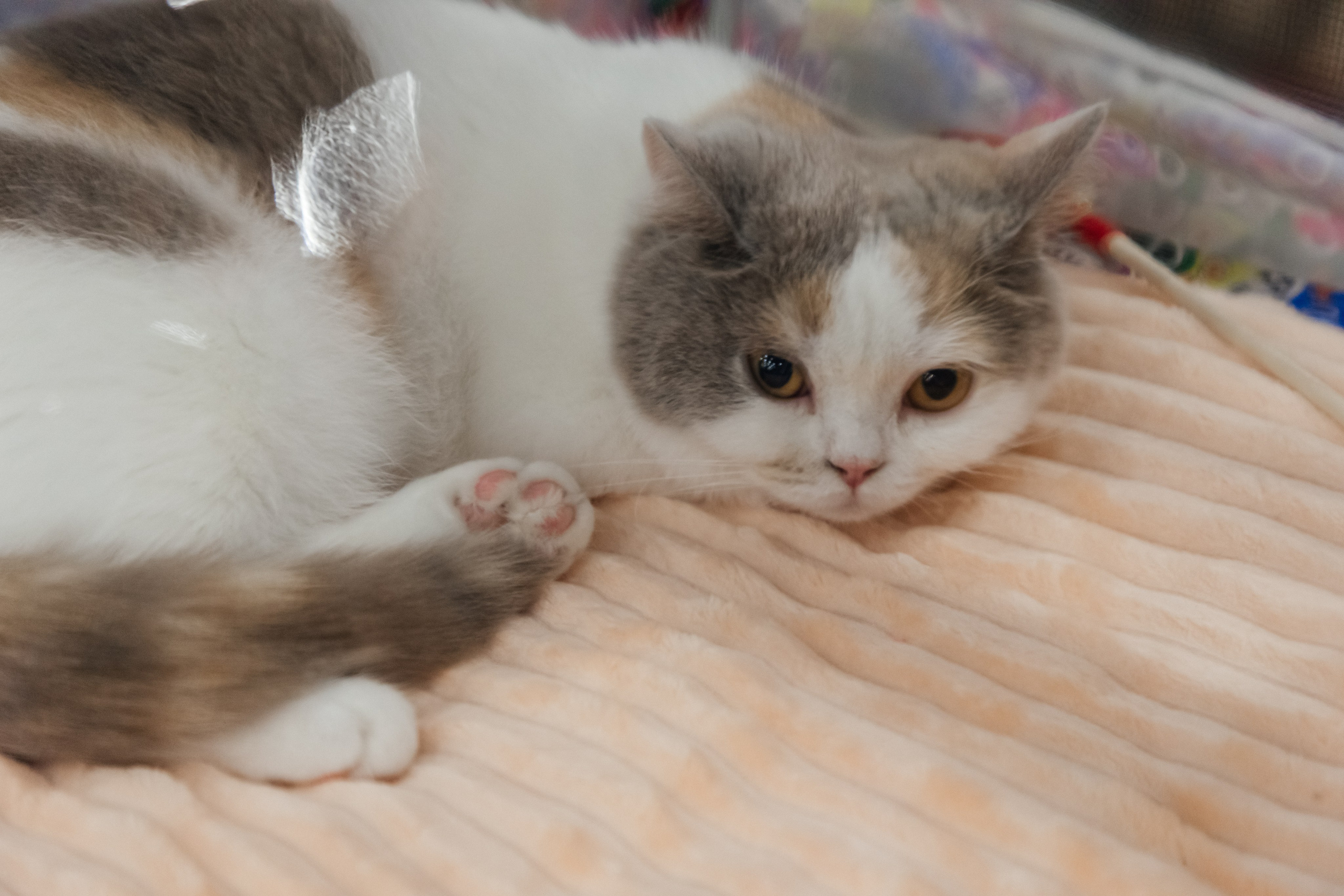 Зоошоу. Экспофорум 31.08. Выставка домашних животных. Семейный фотограф в Санкт-Петербурге Ева Маркова