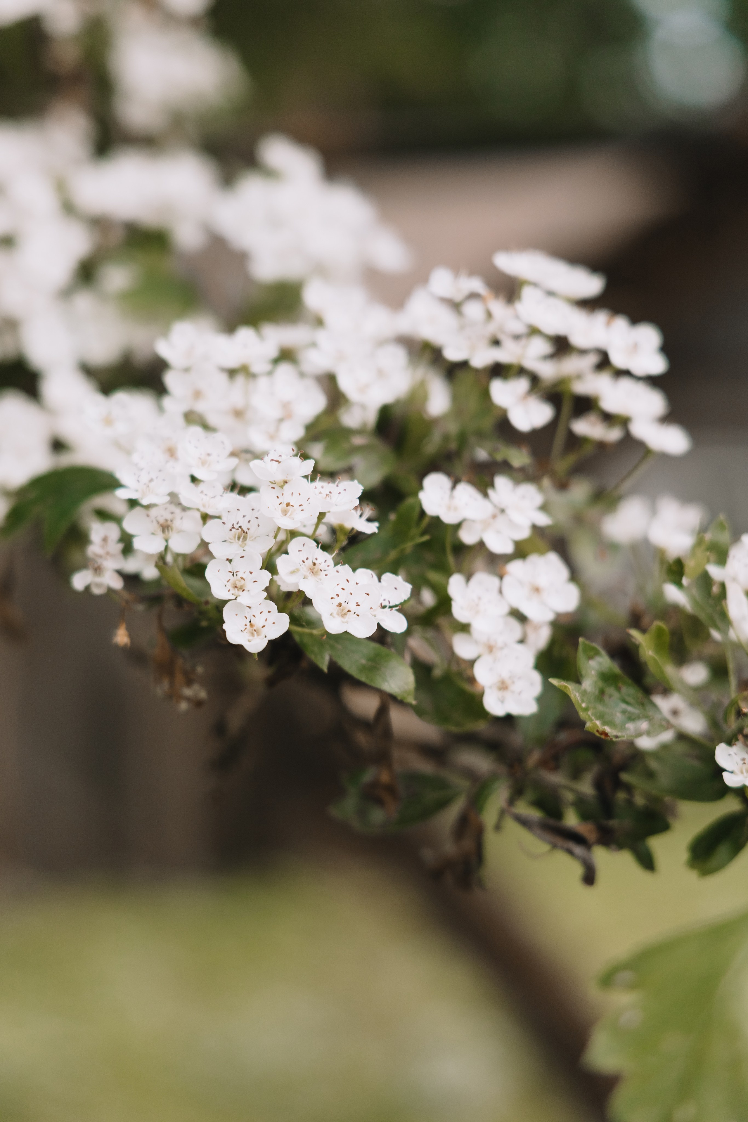Свадебные съемки. Свадебный фотограф Анна Кучумова